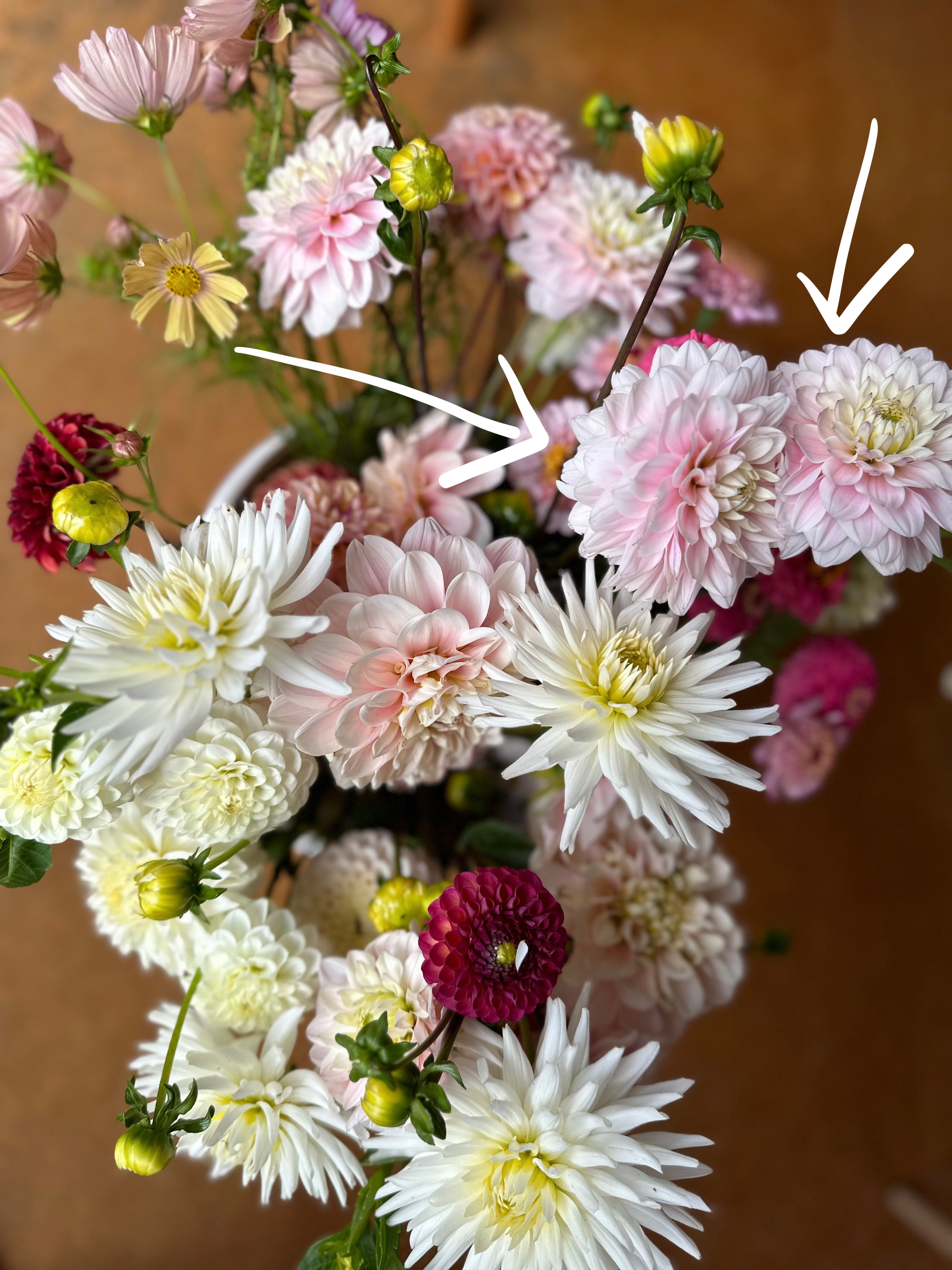 Dahlia Tuber - Silver Years