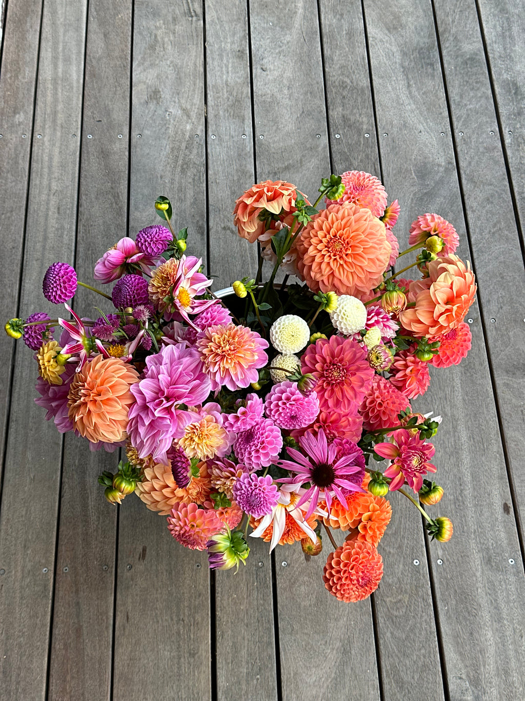 Dahlia Tuber - Small World (VERY LIMITED NUMBERS)