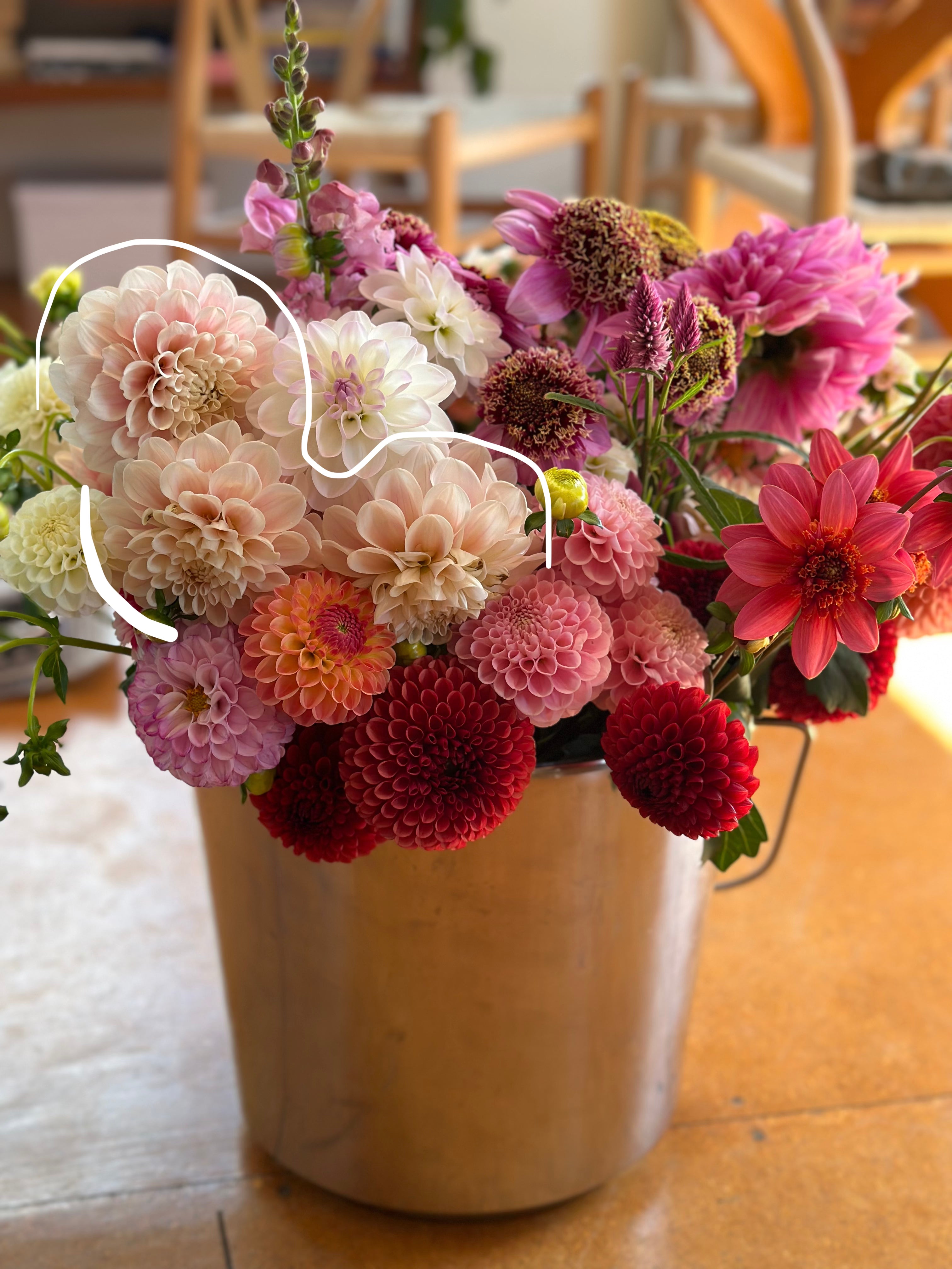 Dahlia Tuber - Sweet Nathalie