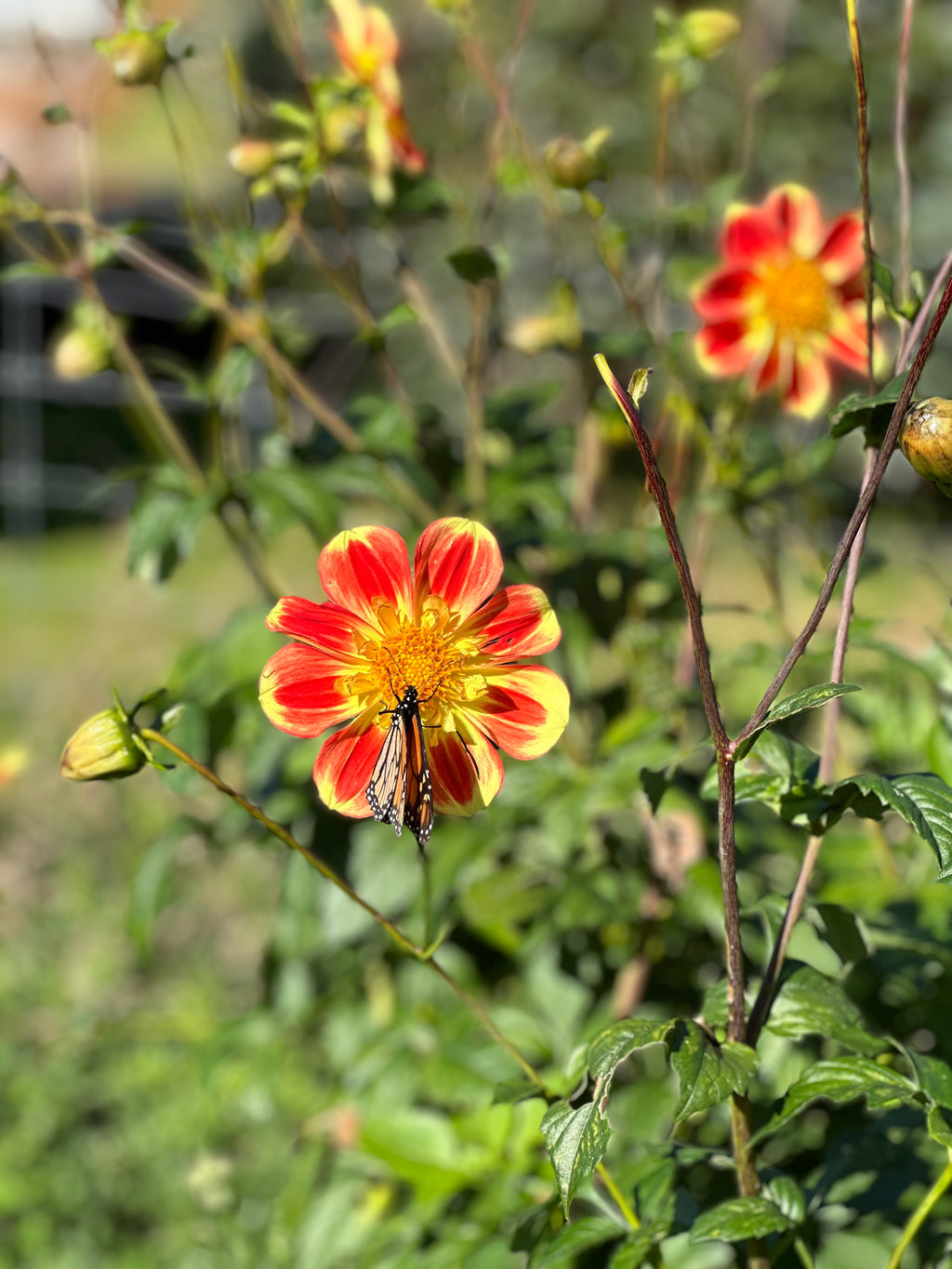 Dahlia Tuber - Pooh