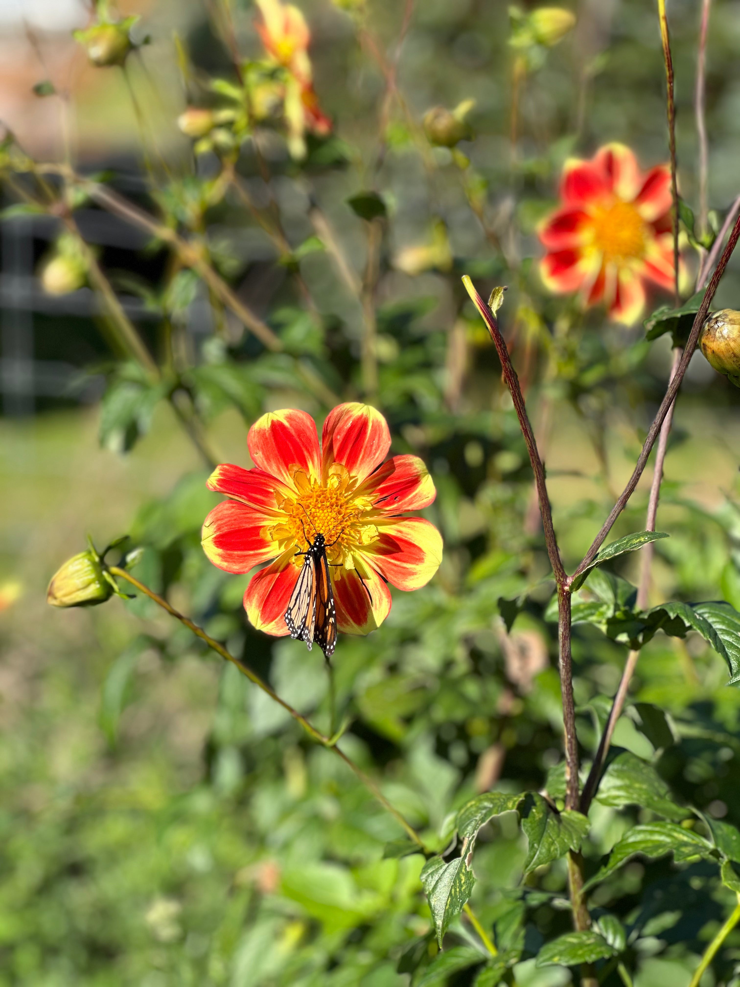 Dahlia Tuber - Pooh