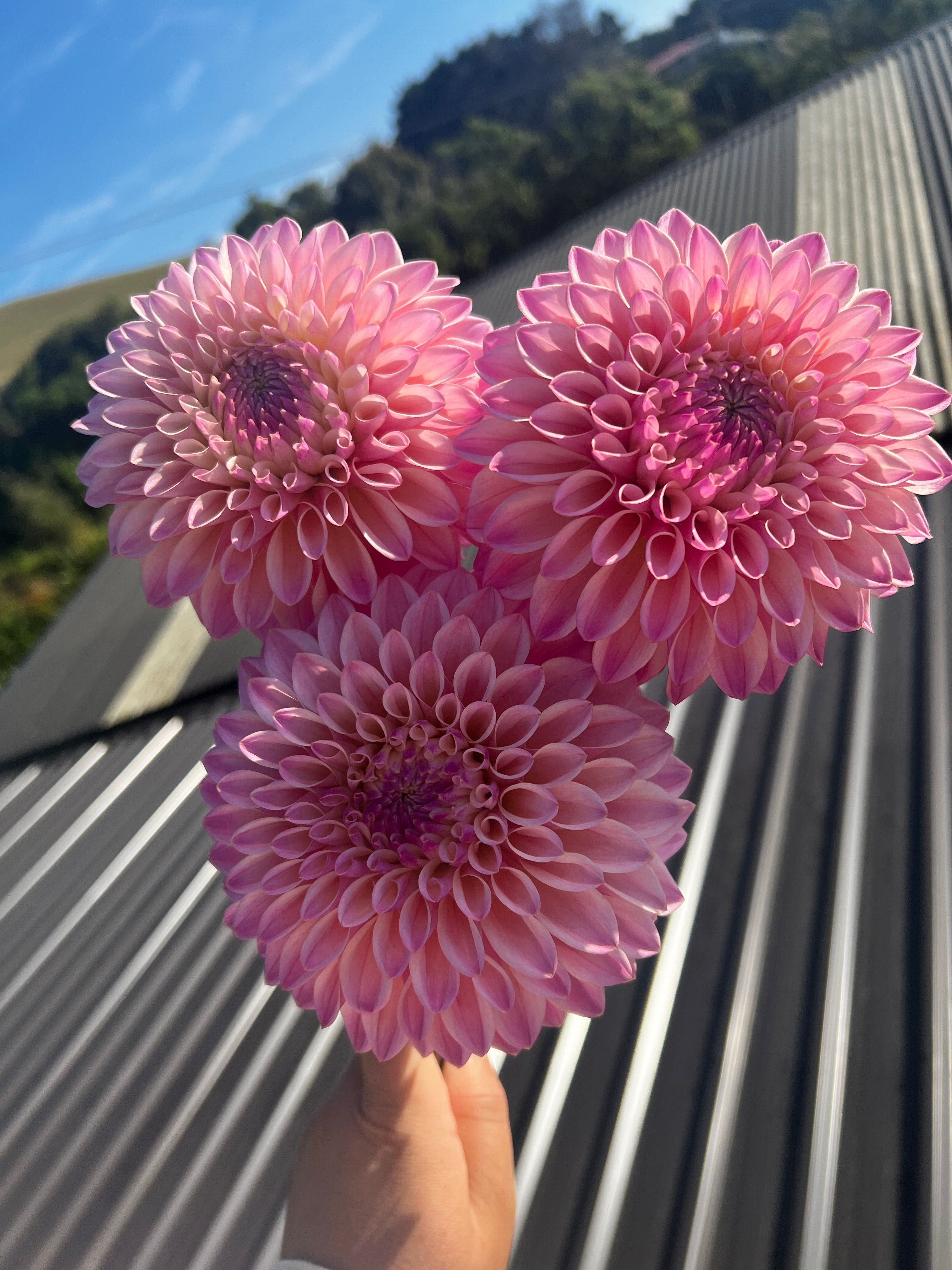 Dahlia Tuber - Coralie