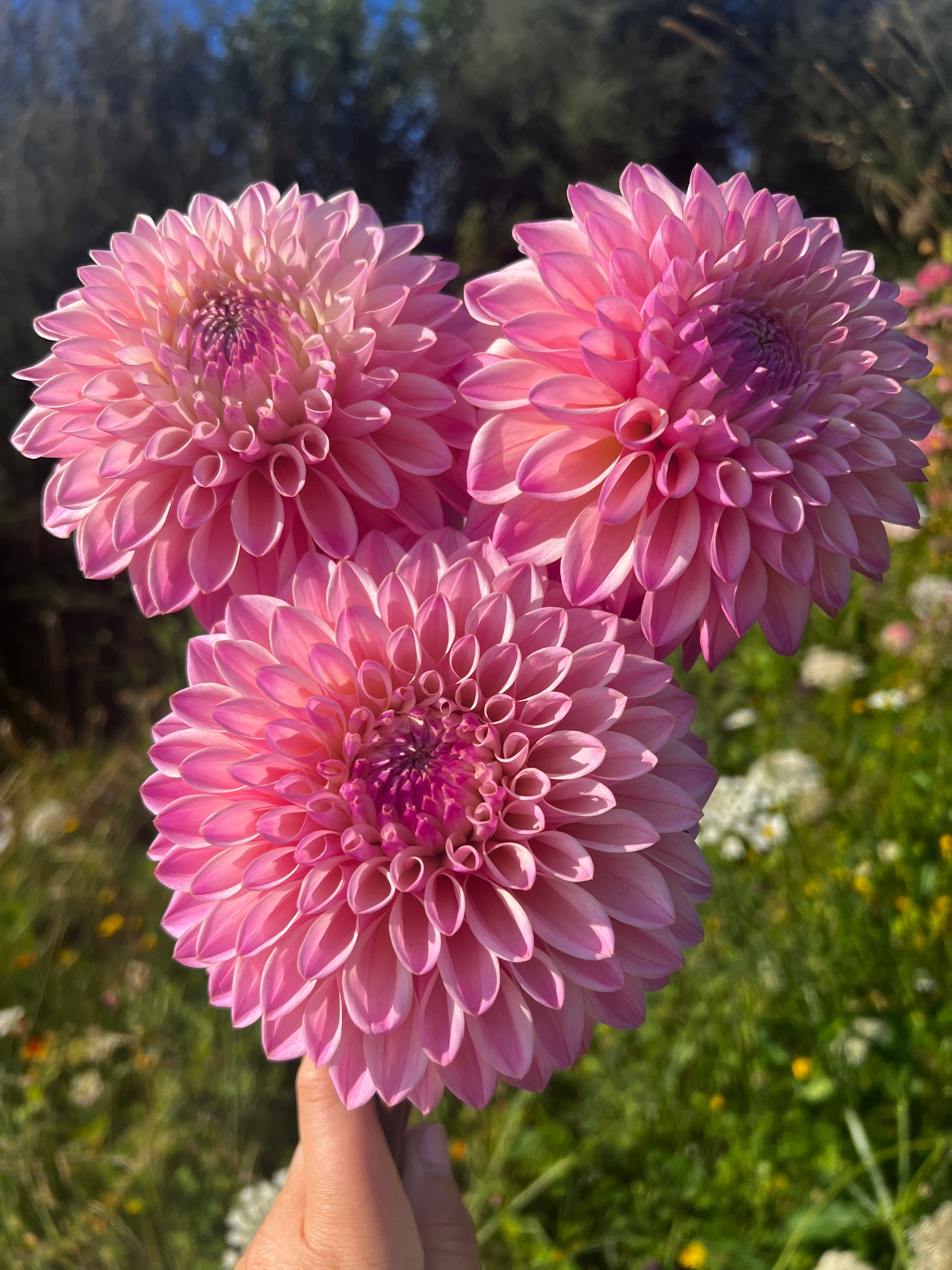 Dahlia Tuber - Coralie