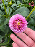 Dahlia Tuber - Lipoma