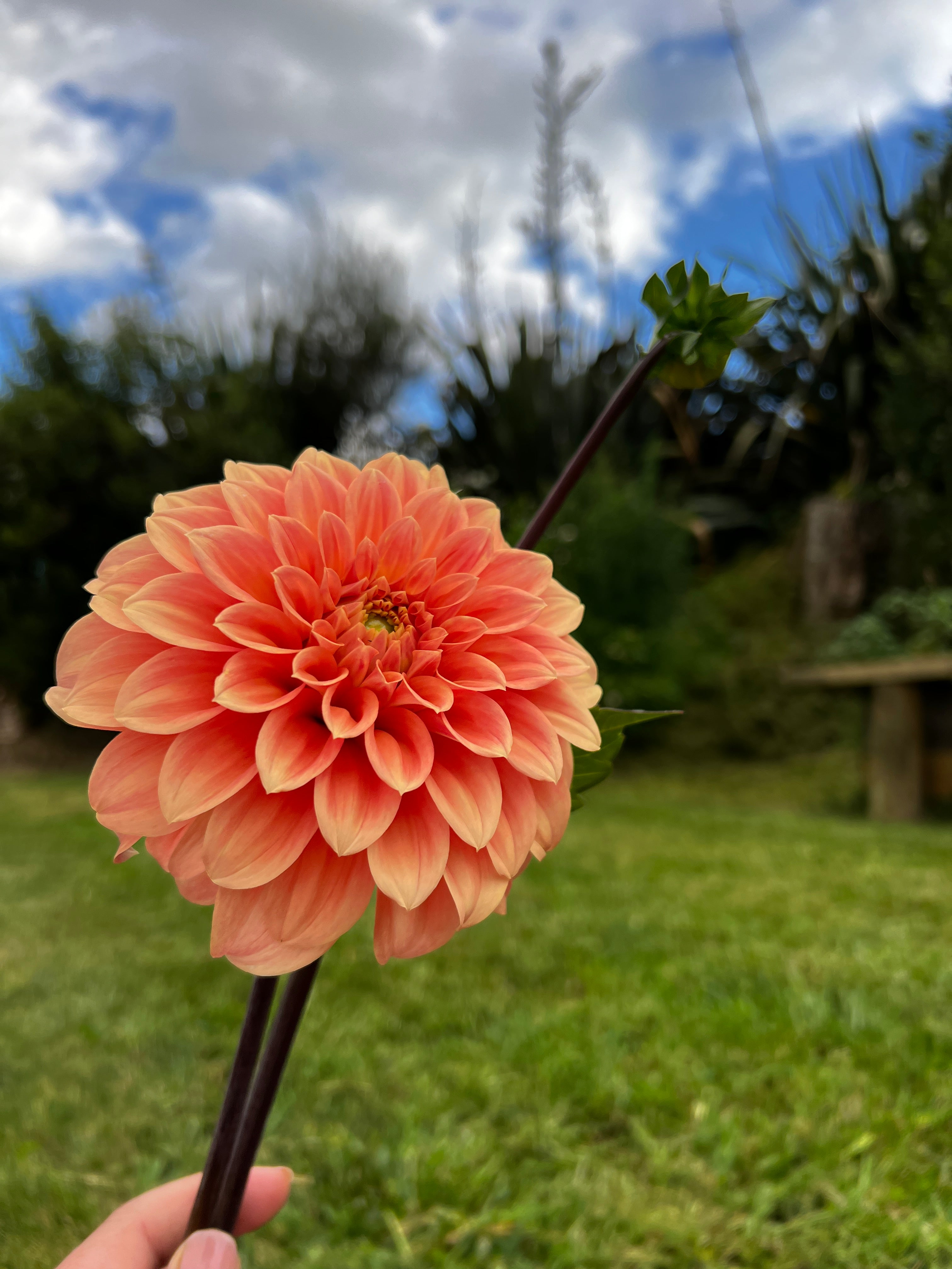 Dahlia Tuber - Bracken Palomino