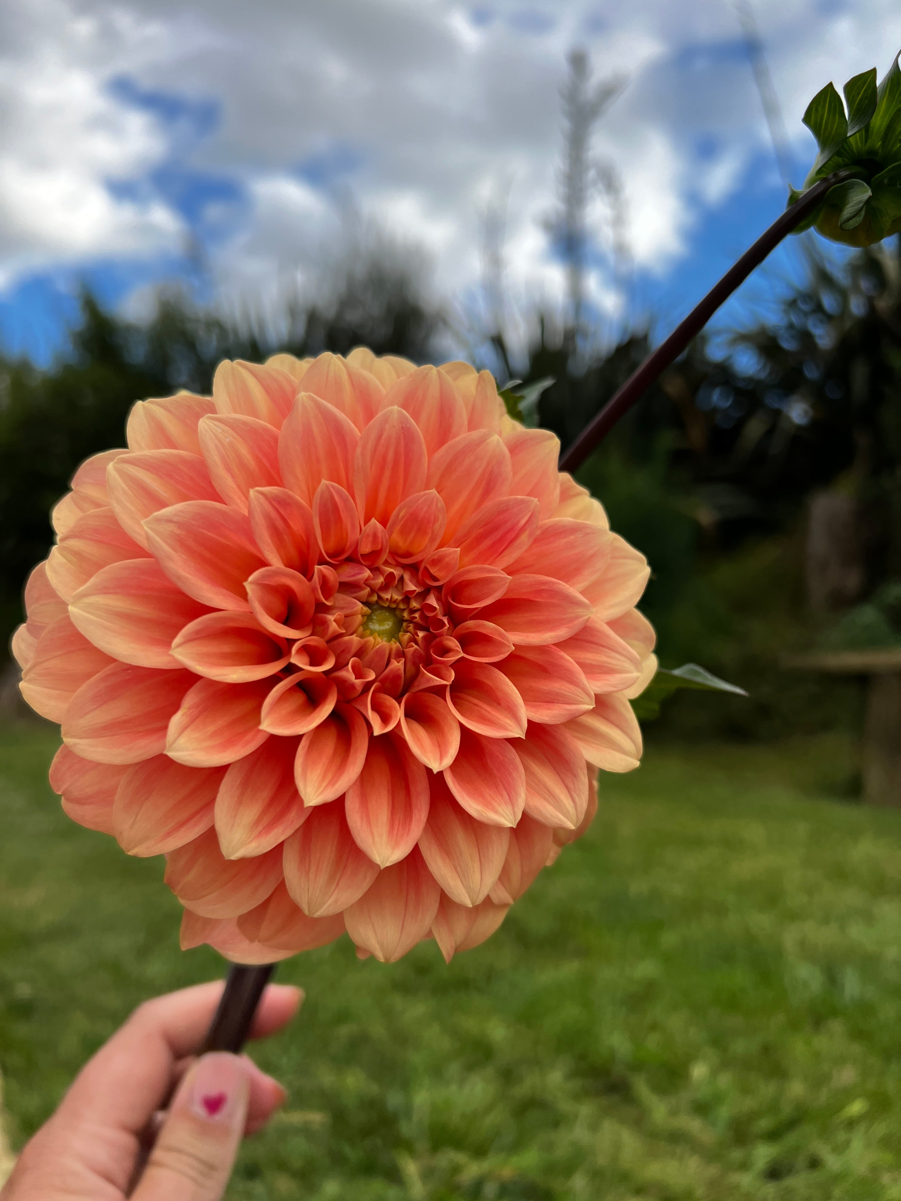 Dahlia Tuber - Bracken Palomino