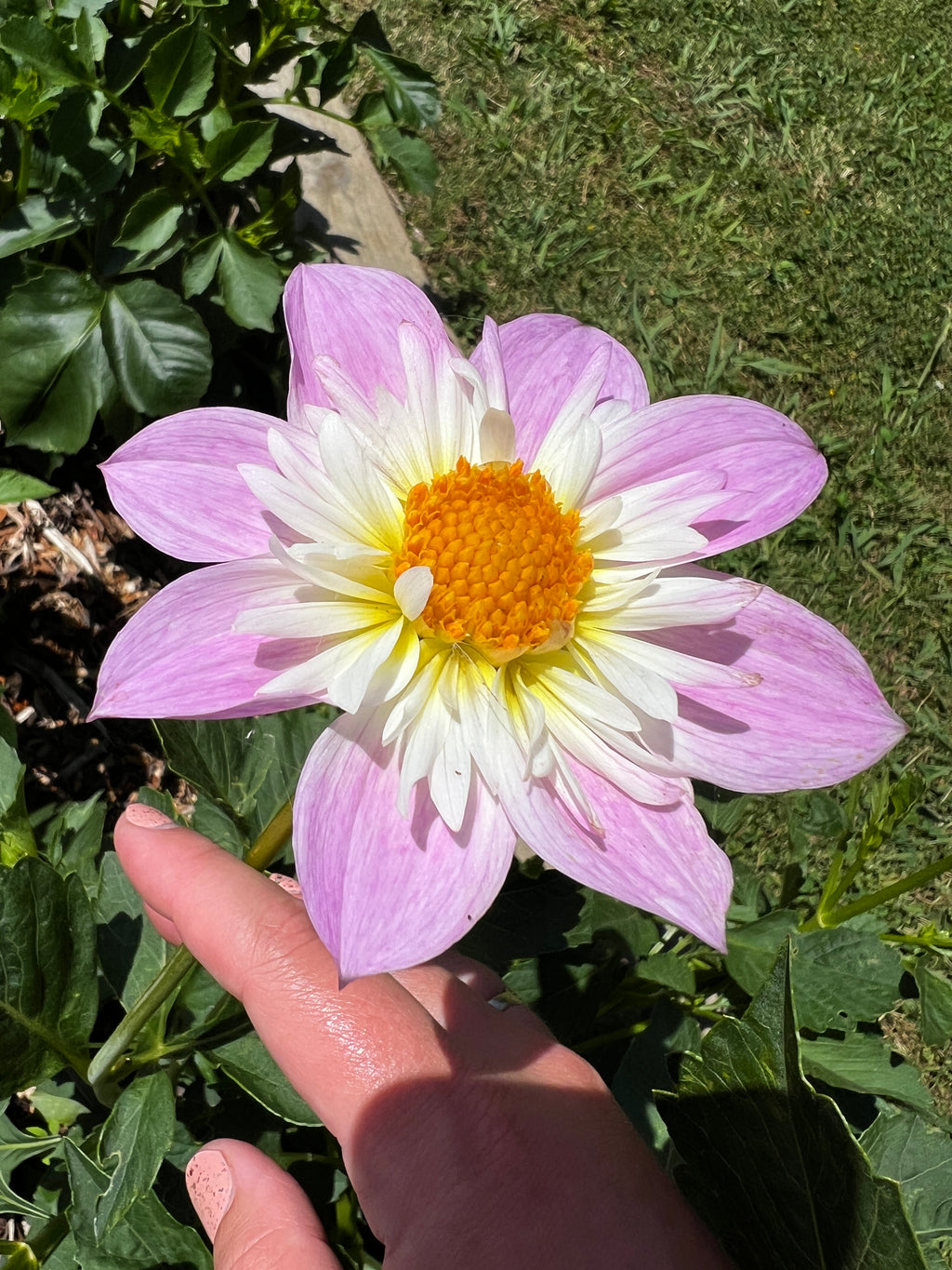 Dahlia Tuber - Teesbrooke Audrey