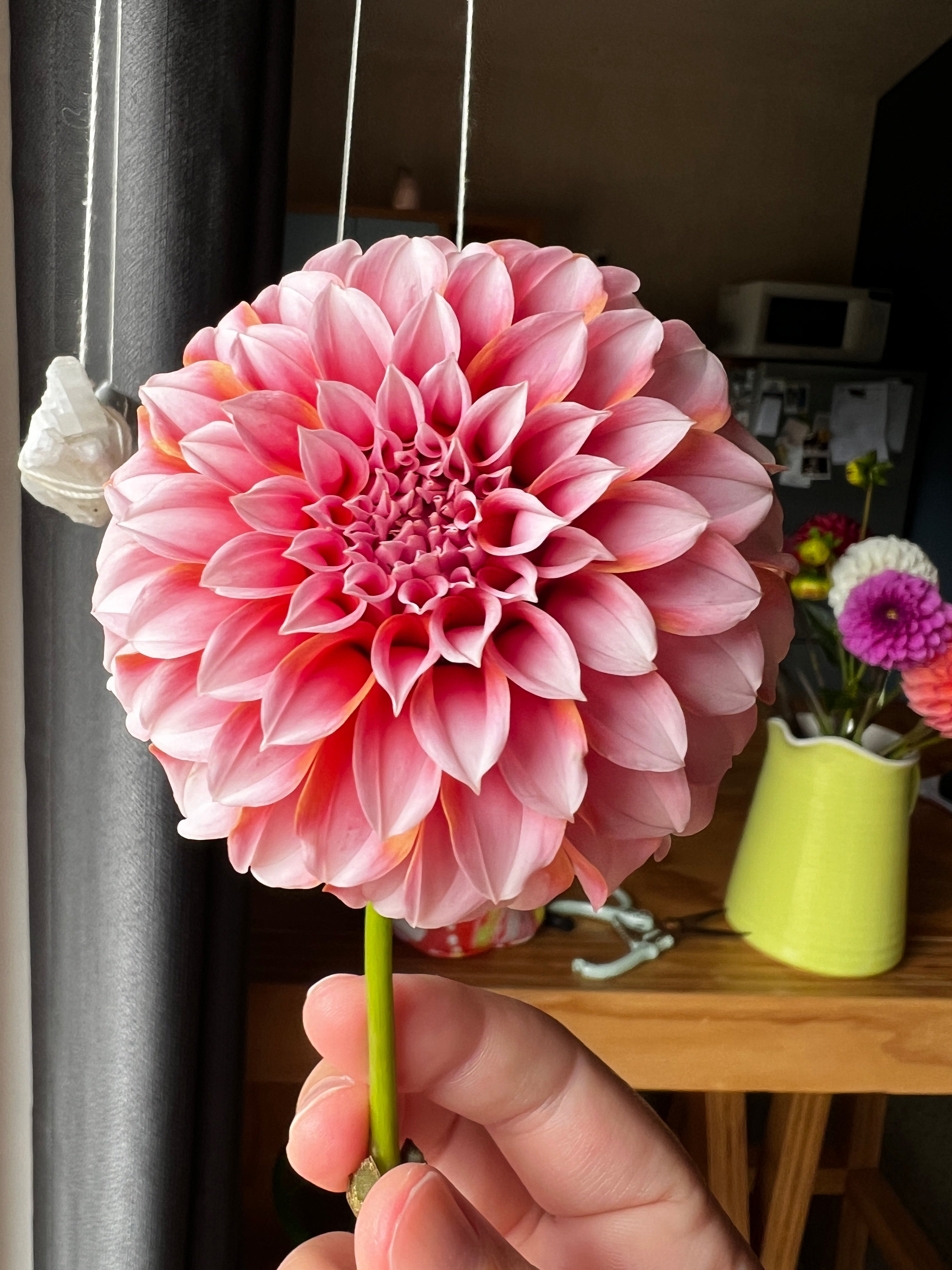 Dahlia Tuber - Peaches & Cream [VERY LIMITED NUMBERS]