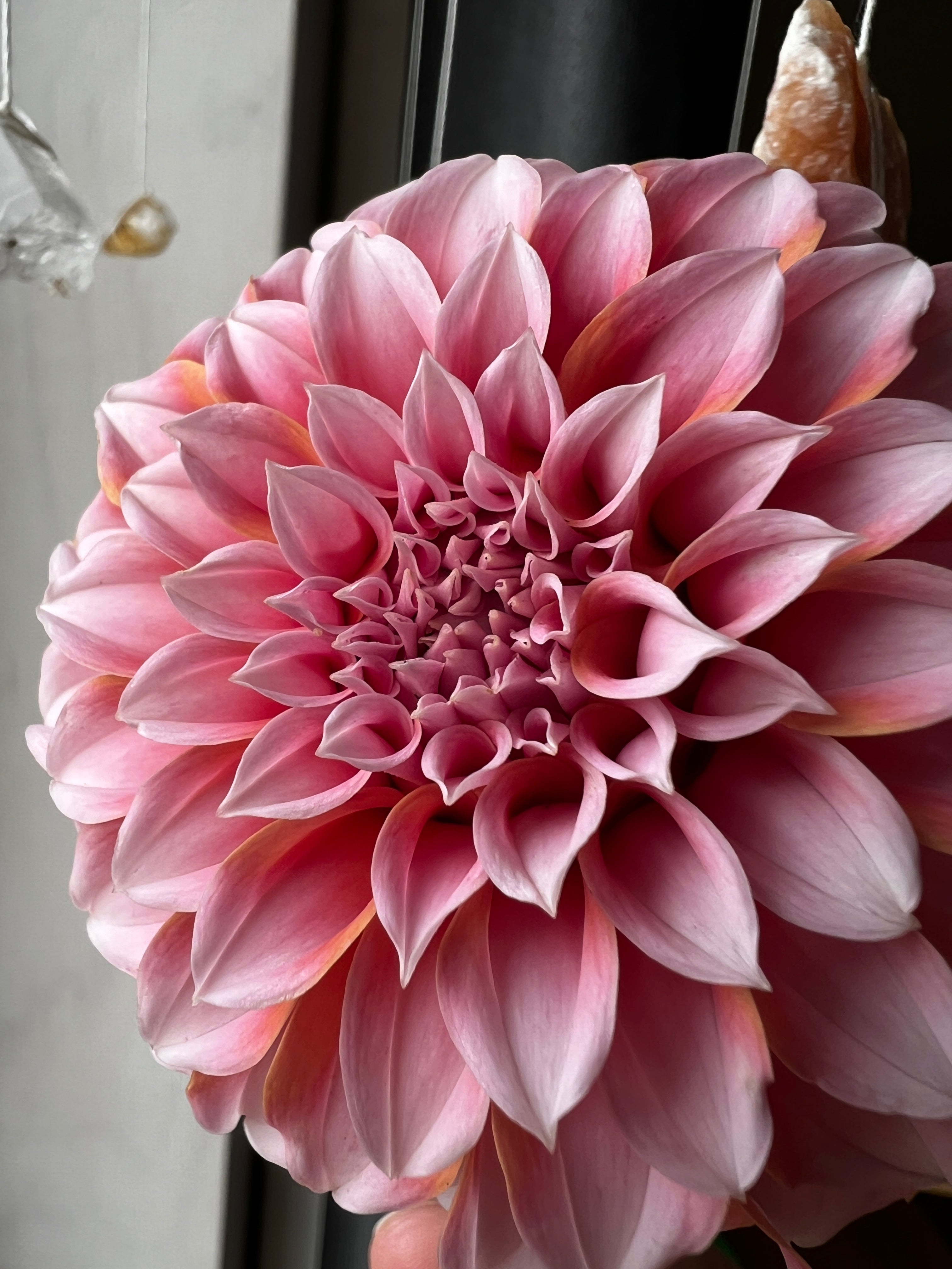 Dahlia Tuber - Peaches & Cream [VERY LIMITED NUMBERS]