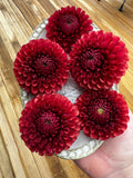 Dahlia Tuber - Copper Boy