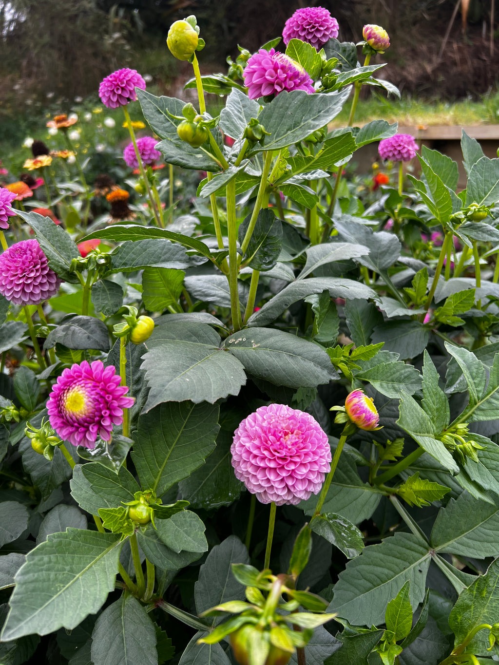 Dahlia Tuber - Lipoma