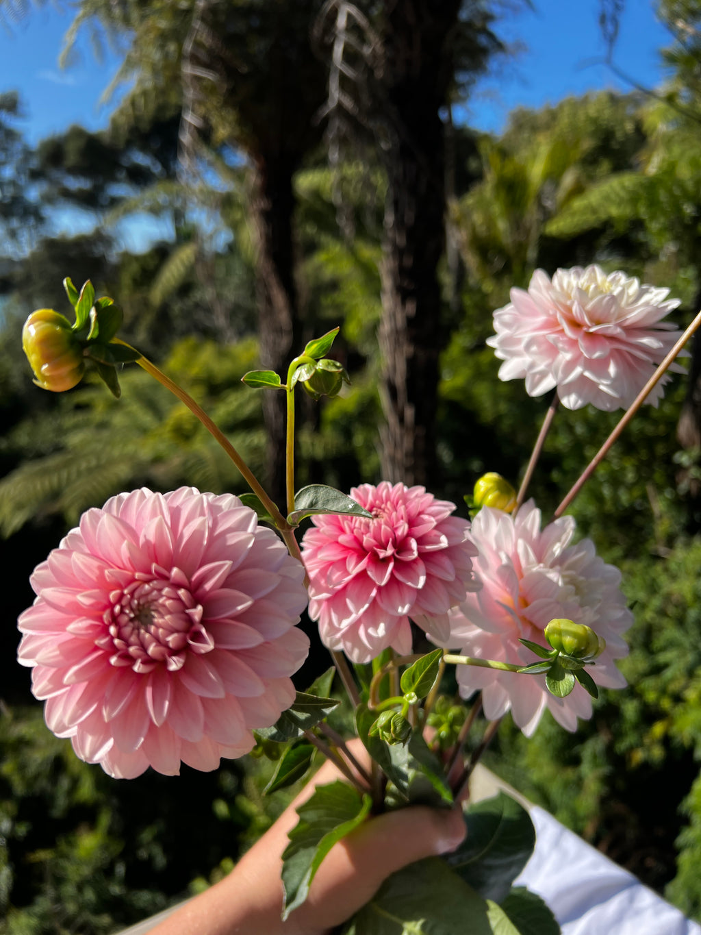 Dahlia Tuber - Strawberries & Cream