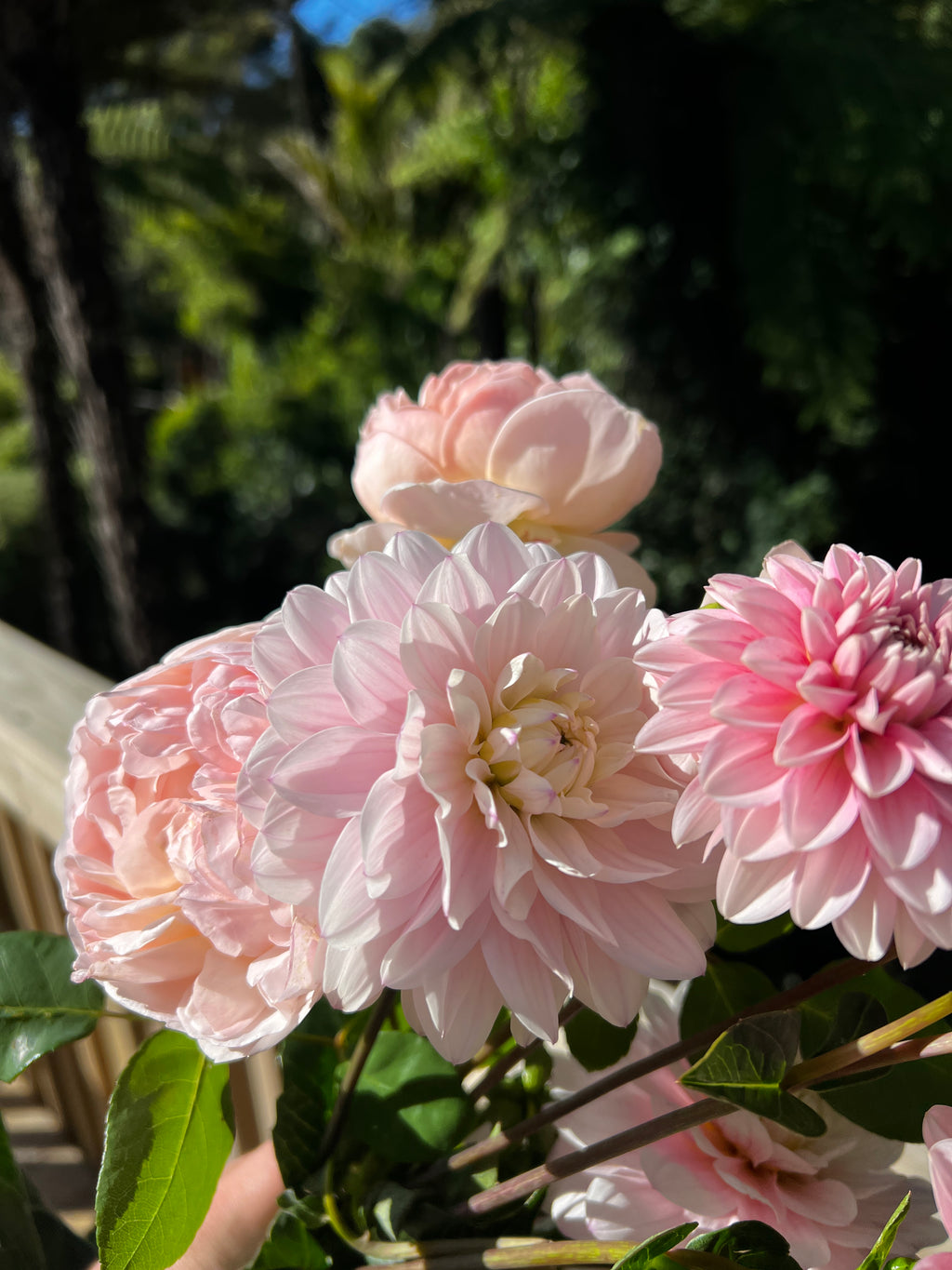 Dahlia Tuber - Silver Years