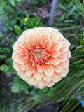 Dahlia Tuber - Bracken Palomino