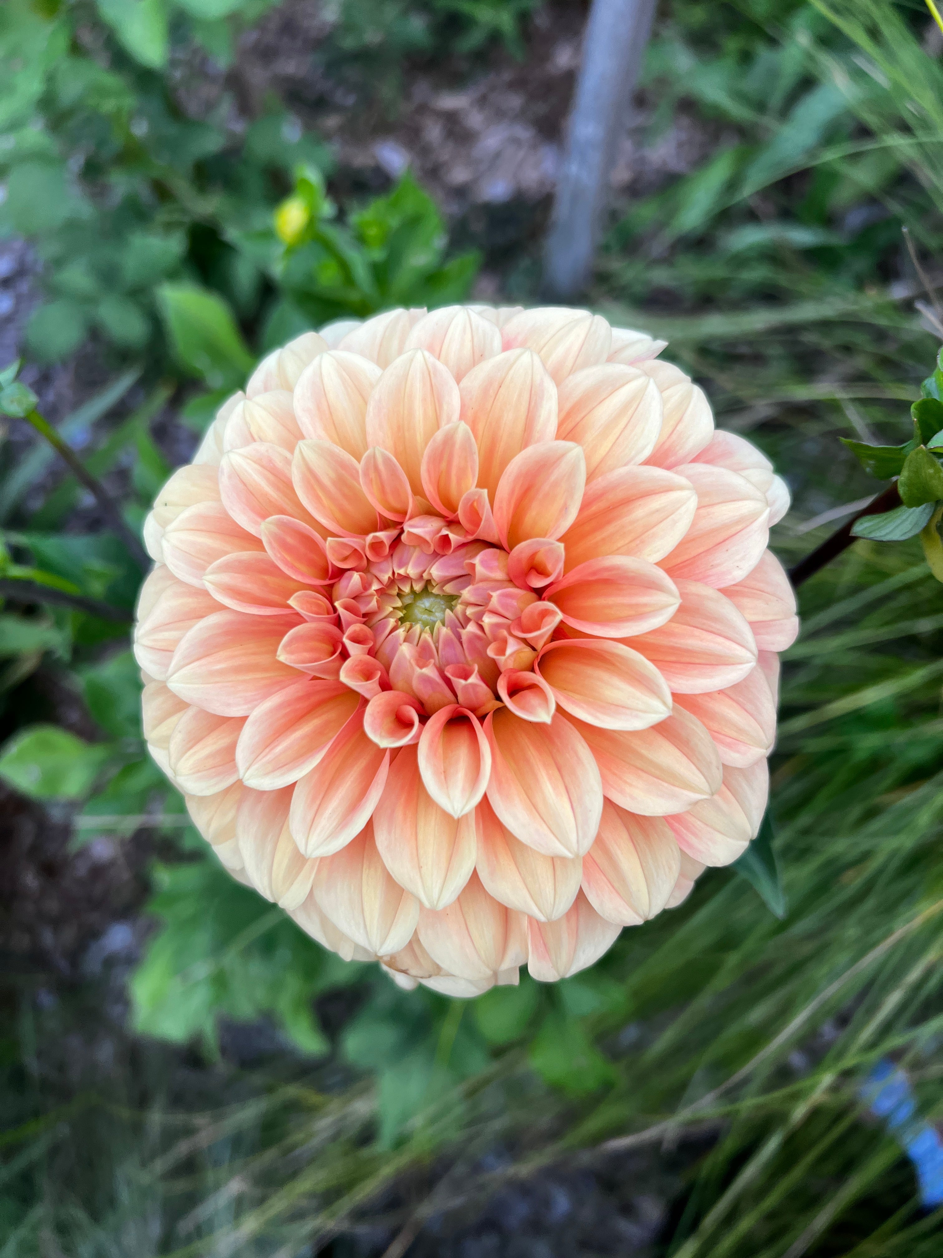 Dahlia Tuber - Bracken Palomino