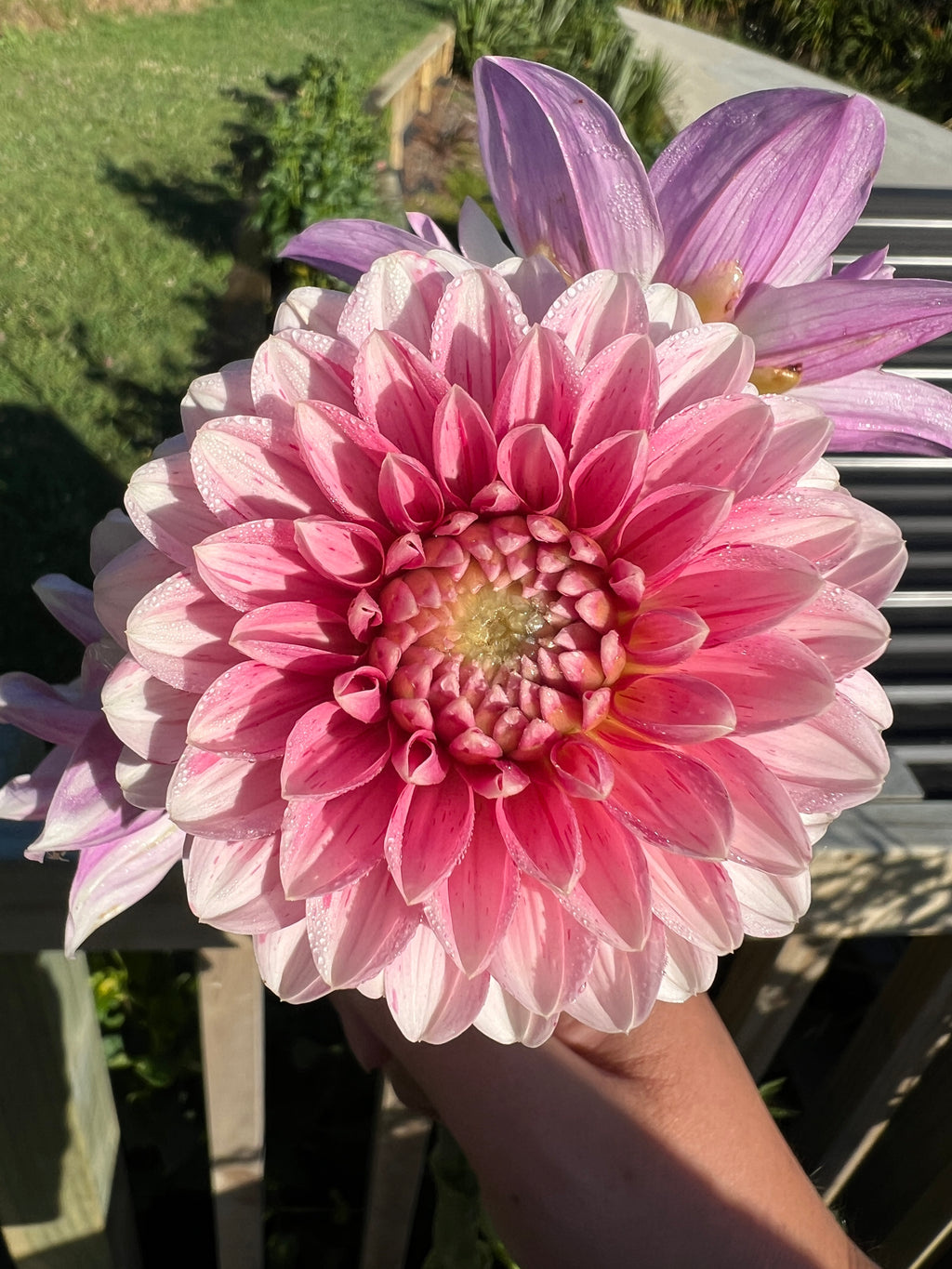 Dahlia Tuber - Strawberries & Cream