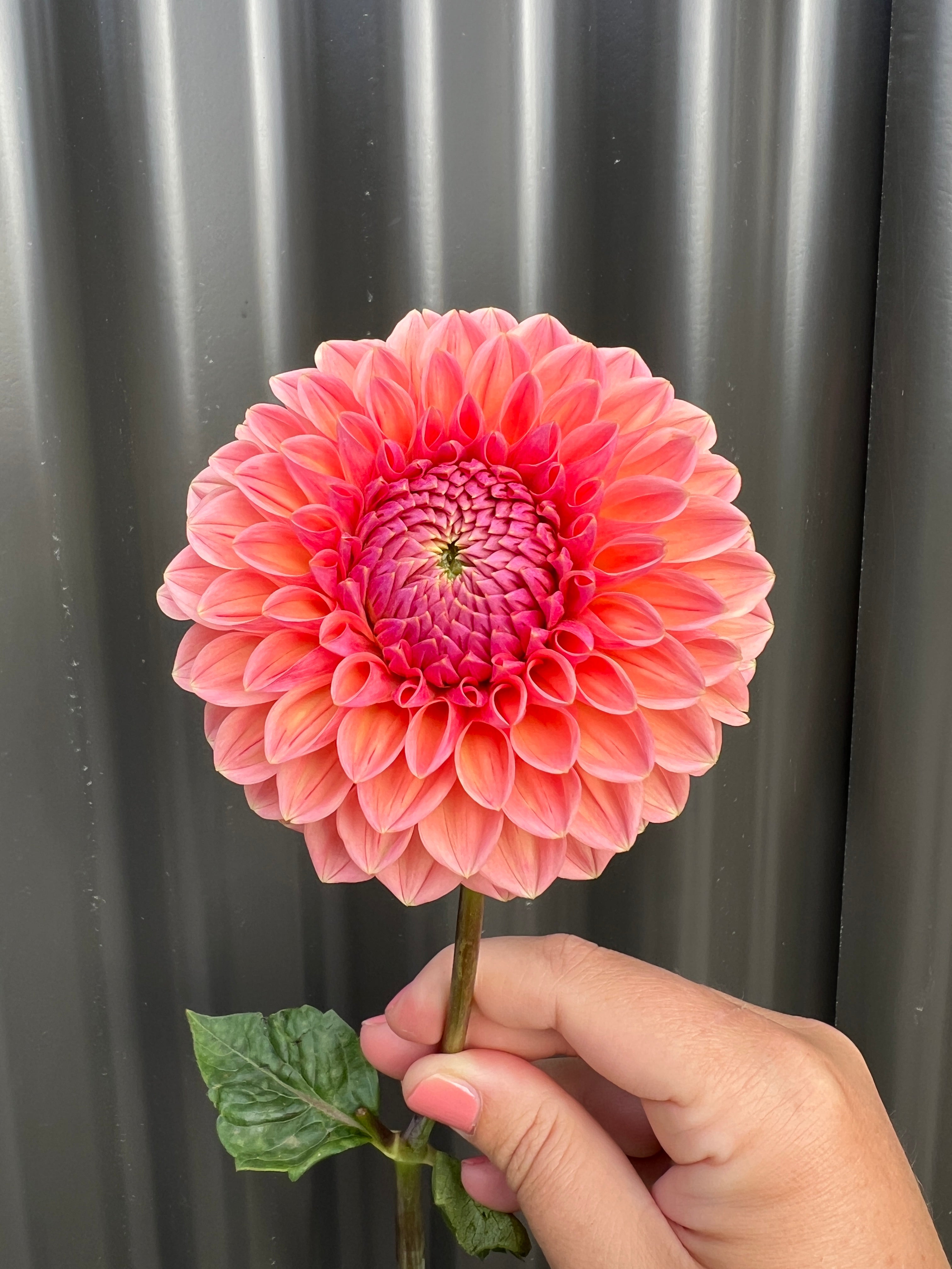 Dahlia Tuber - Linda's Baby