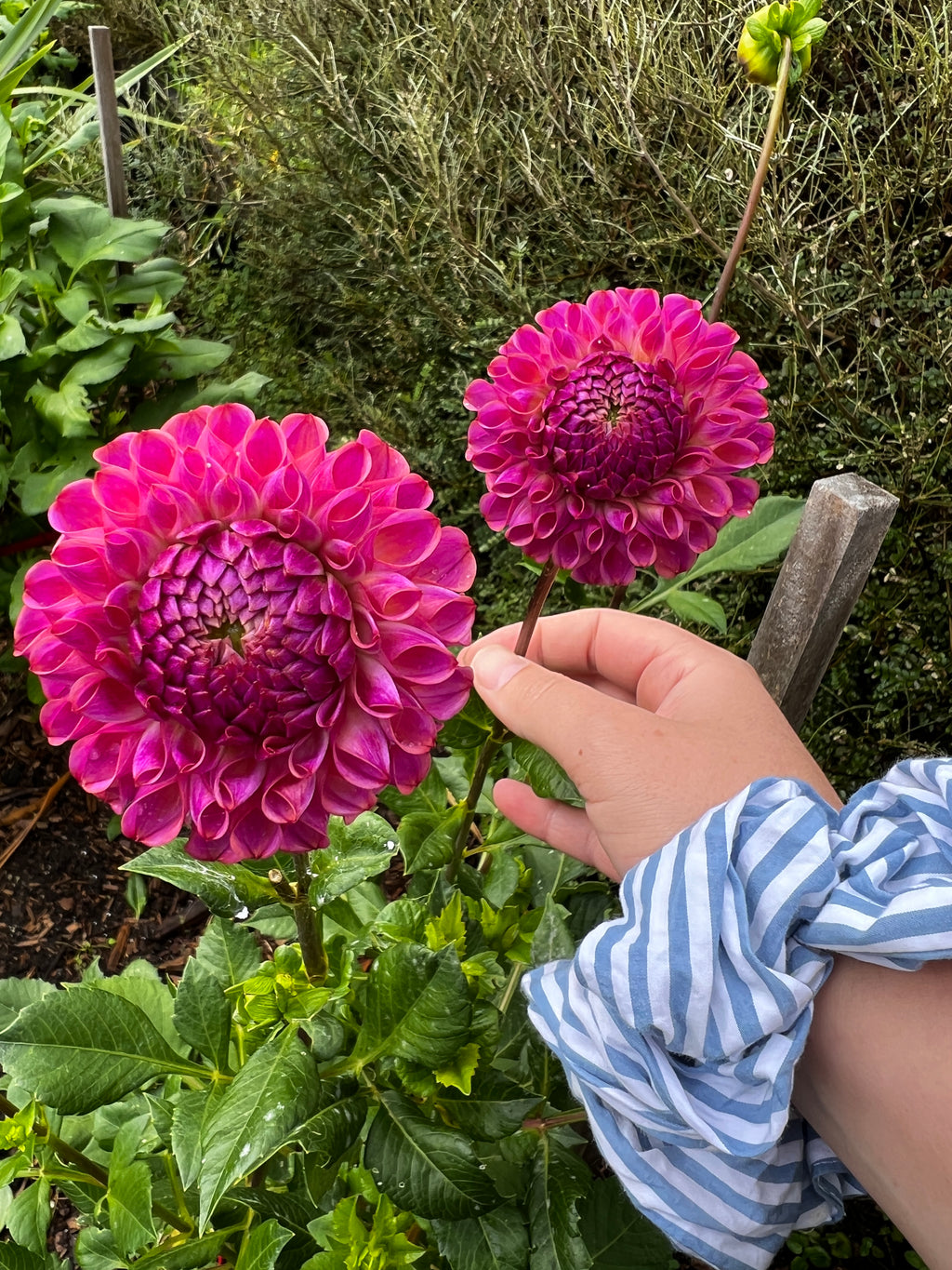 Dahlia Tuber - Caitlins Joy