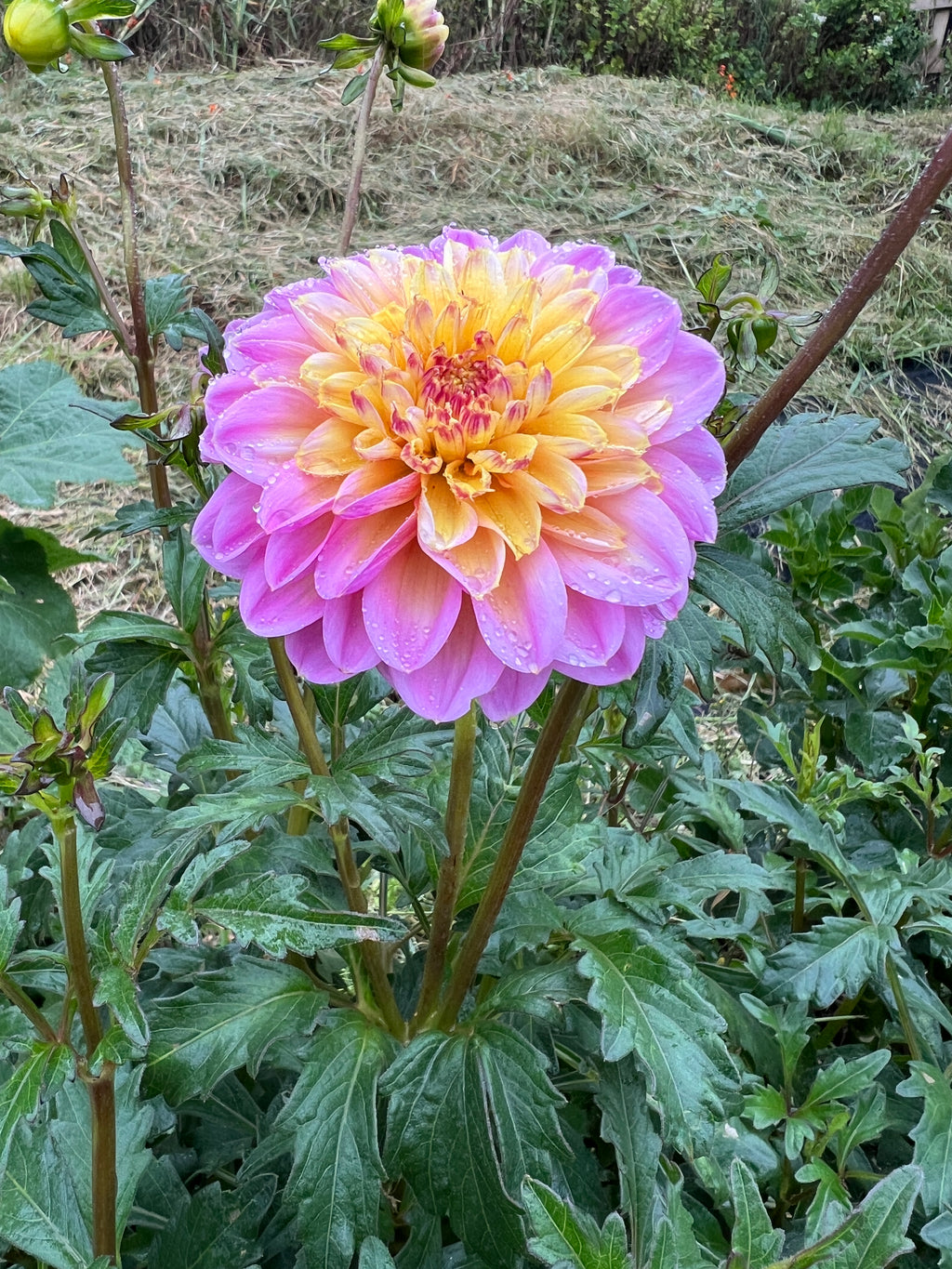 Dahlia Tuber - Lifestyle
