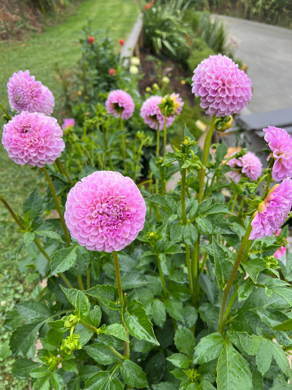 Dahlia Tuber - Megan Dean (Soph's favourite)
