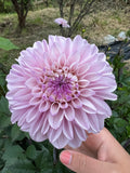 Dahlia Tuber - Espacio