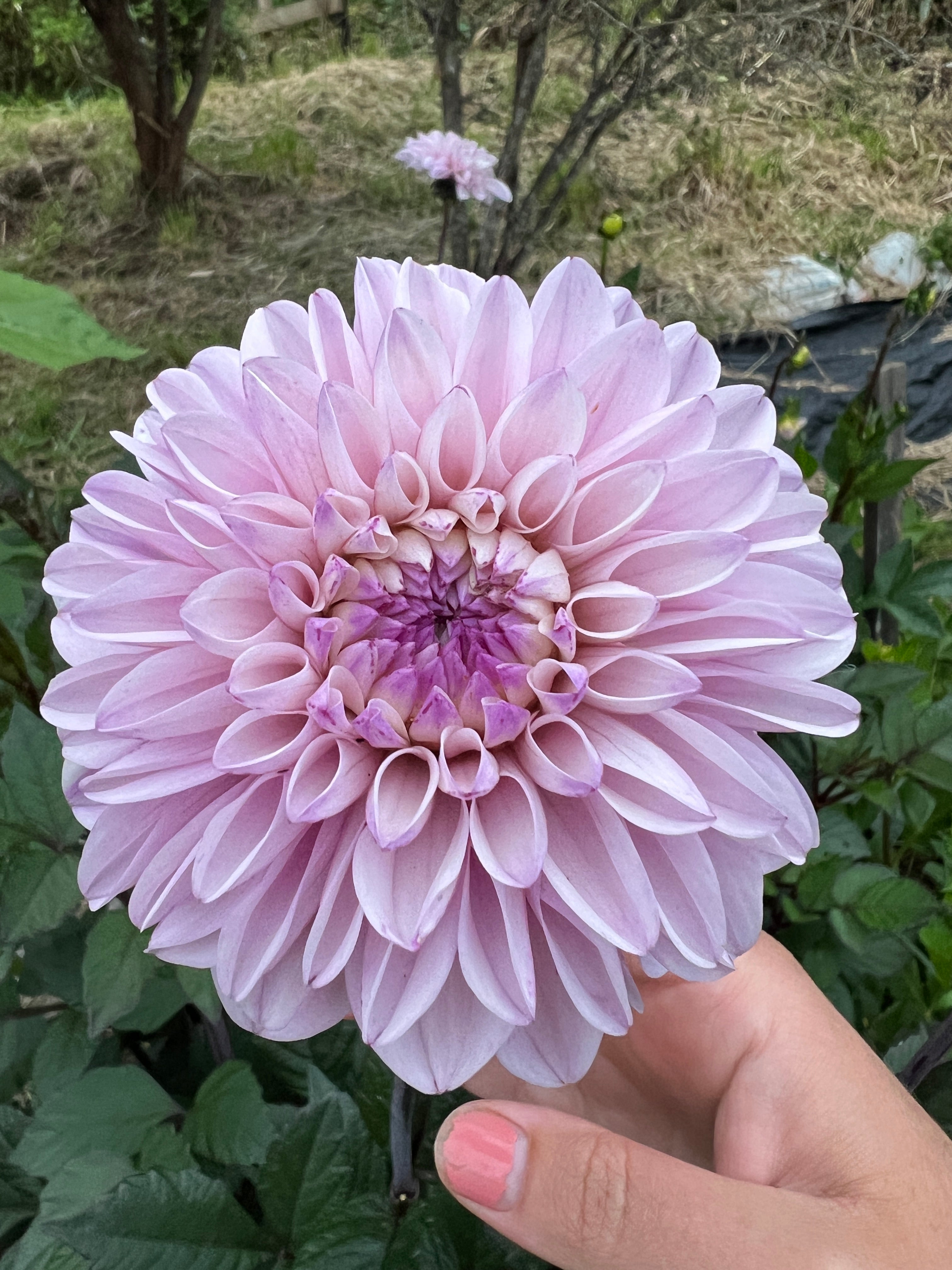 Dahlia Tuber - Espacio
