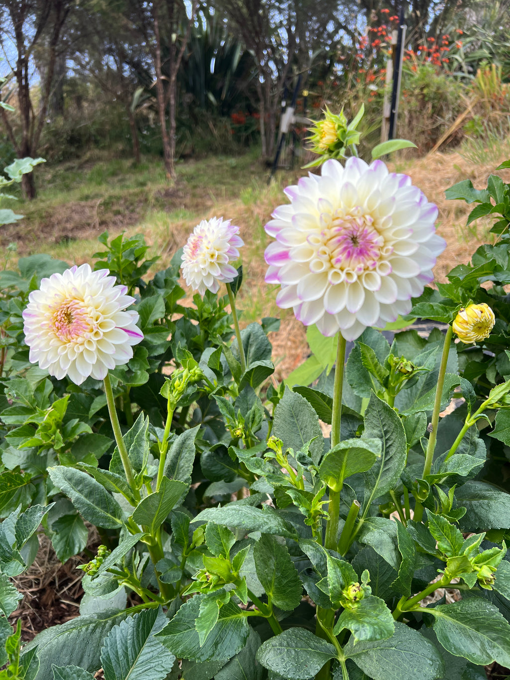 Dahlia Tuber - Wittem