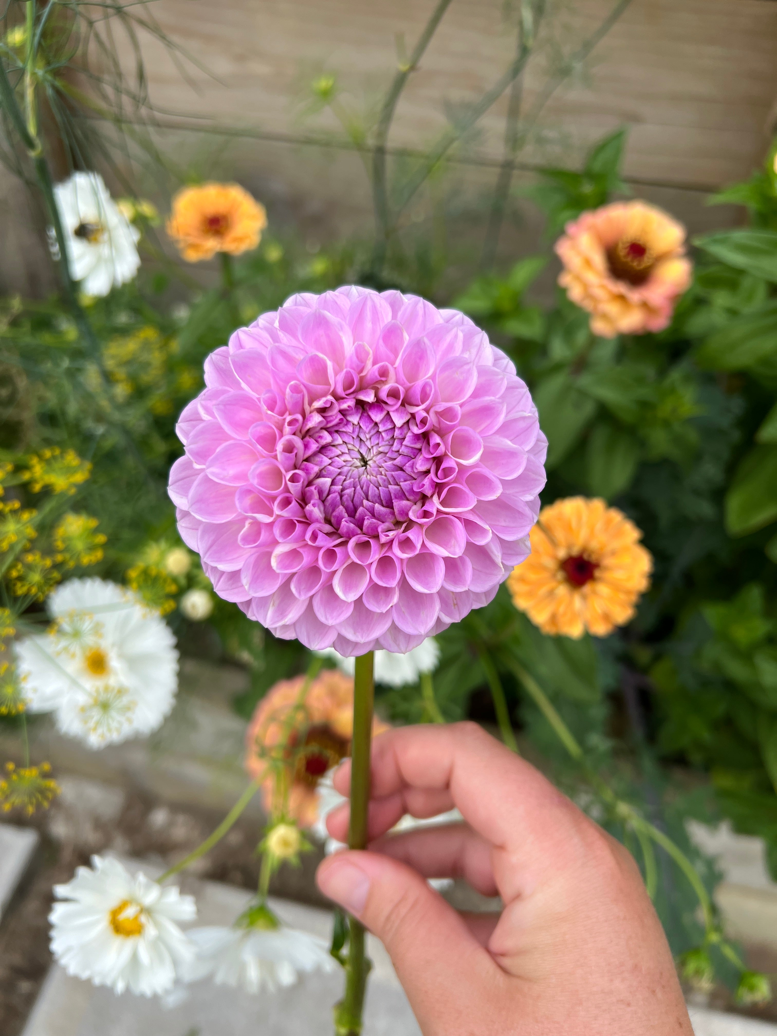 Dahlia Tuber - Megan Dean (Soph's favourite)