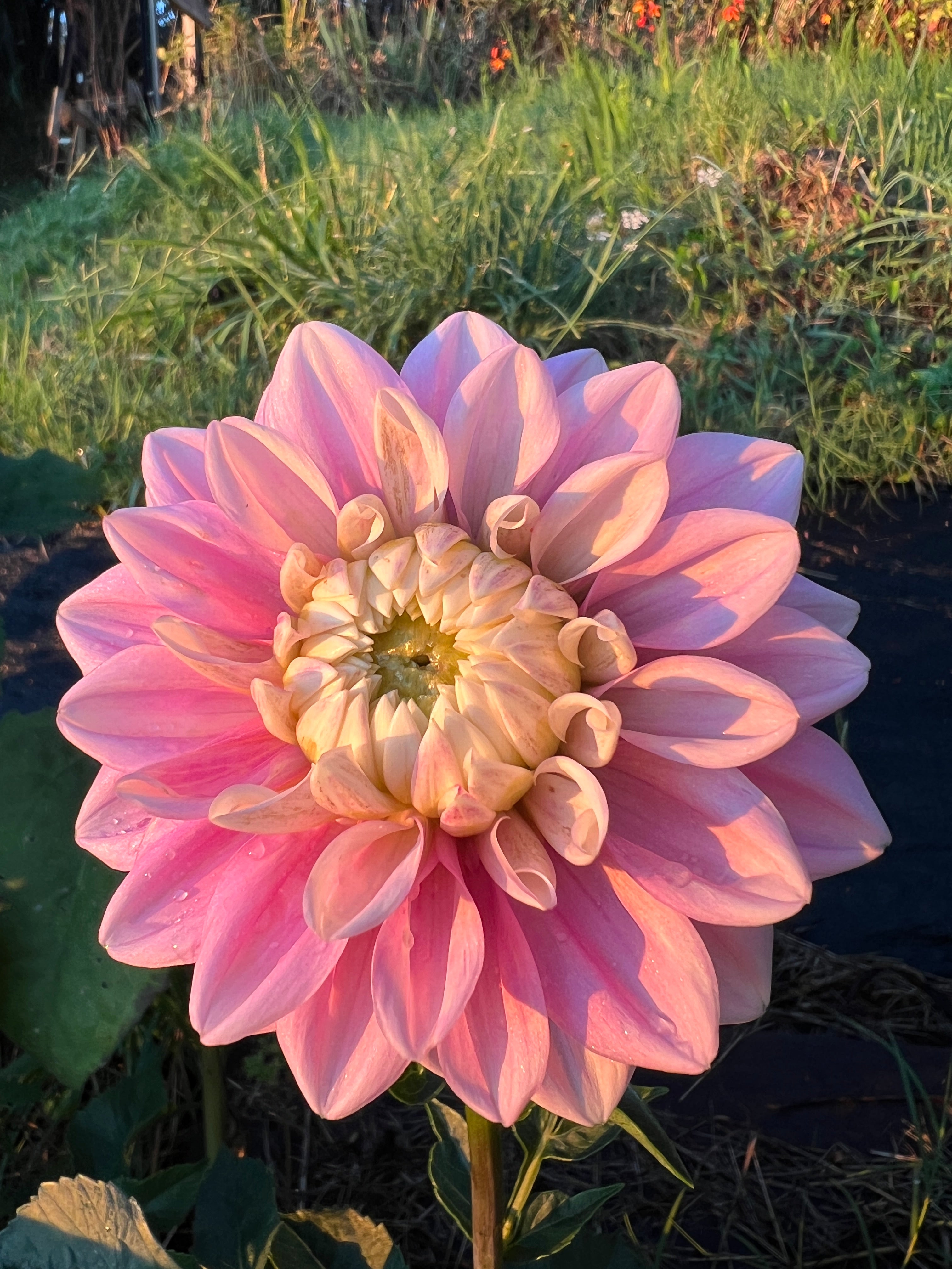 Dahlia Tuber - Sweet Lucille