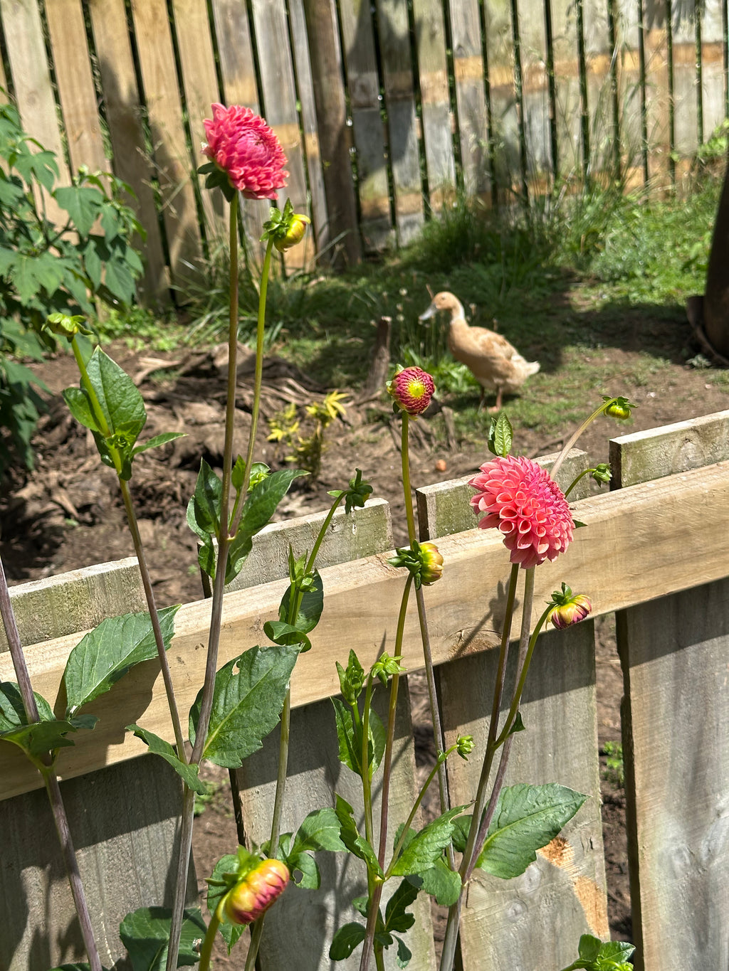 Dahlia Tuber - Snoho Jojo (VERY LIMITED NUMBERS)