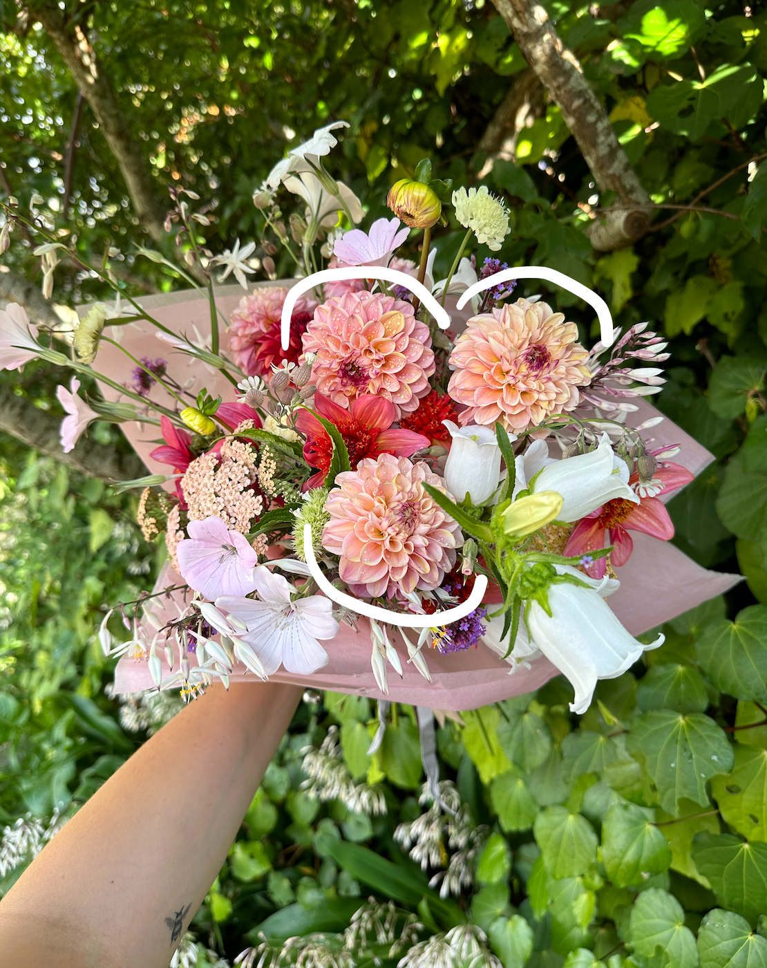 Dahlia Tuber - Wine eyed Jill