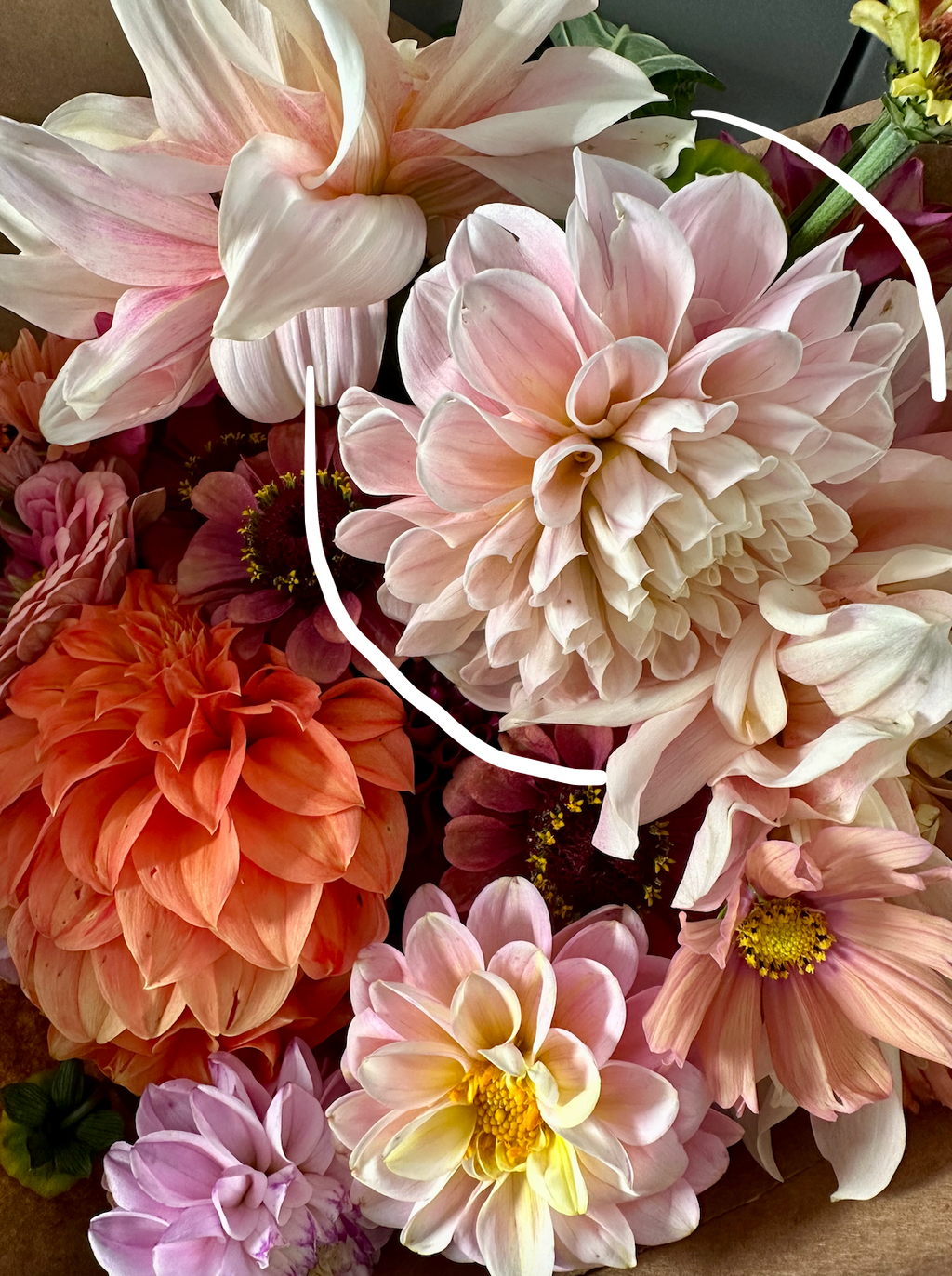 Dahlia Tuber - Sweet Nathalie