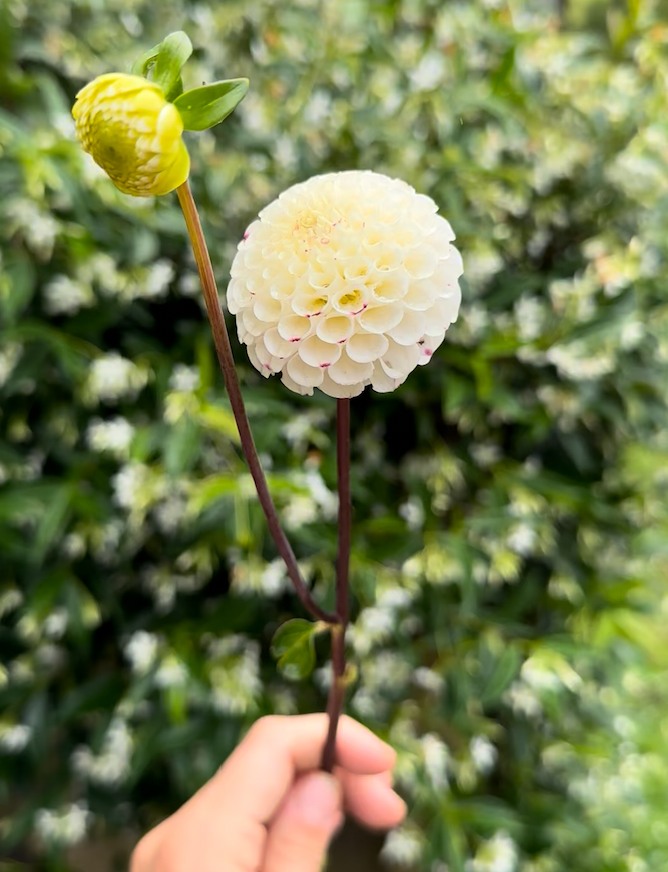 Dahlia Tuber - Small World (VERY LIMITED NUMBERS)