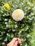 Dahlia Tuber - Small World (VERY LIMITED NUMBERS)