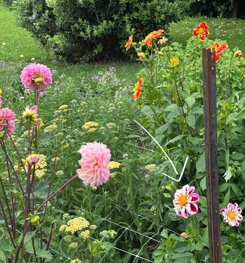 Dahlia Tuber - Bumble Rumble (LIMITED NUMBERS)