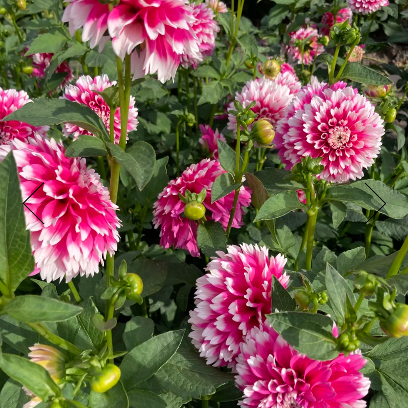 Dahlia Tuber - Fuzzy Wuzzy