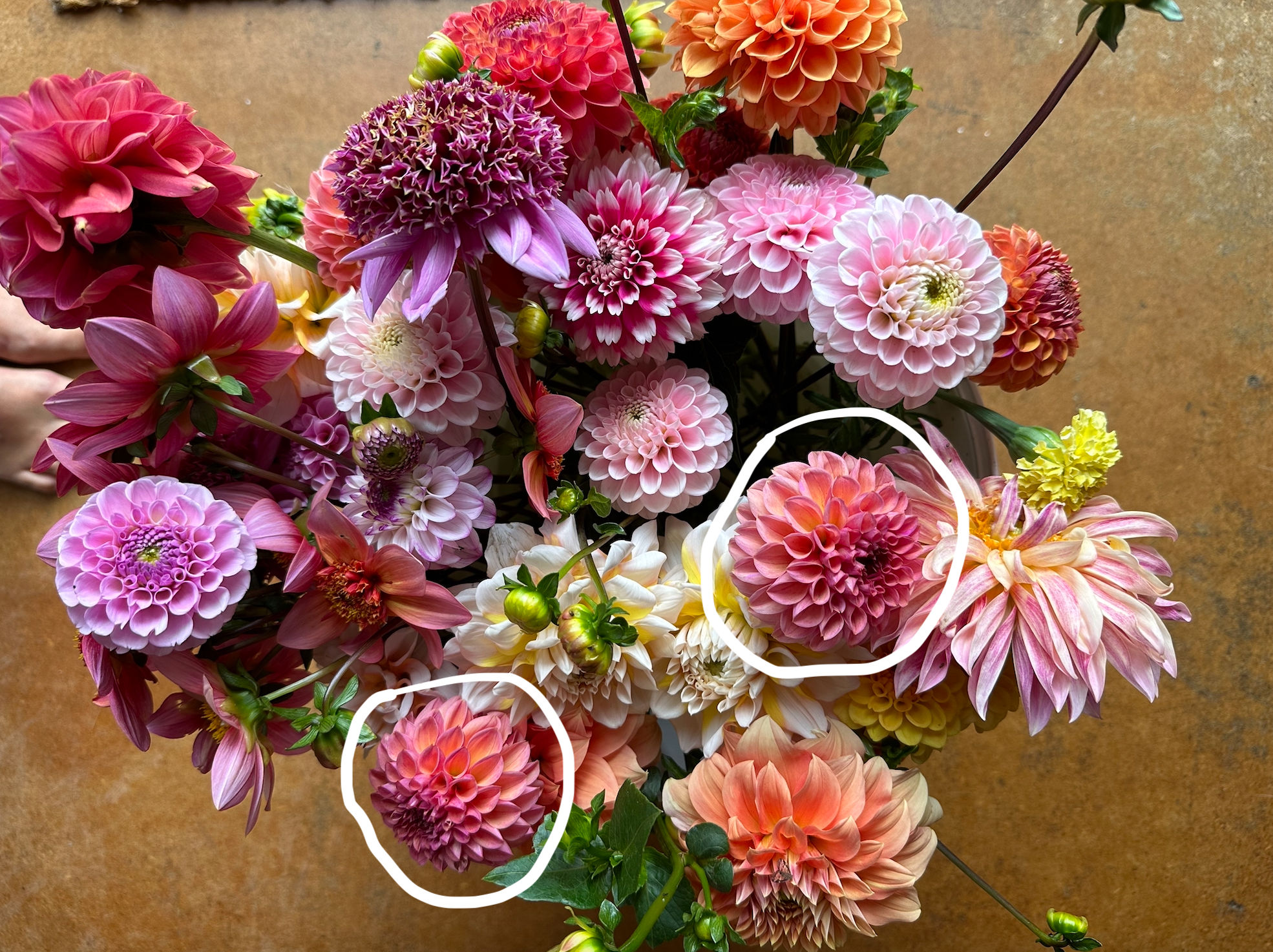 Dahlia Tuber - Snoho Jojo (VERY LIMITED NUMBERS)