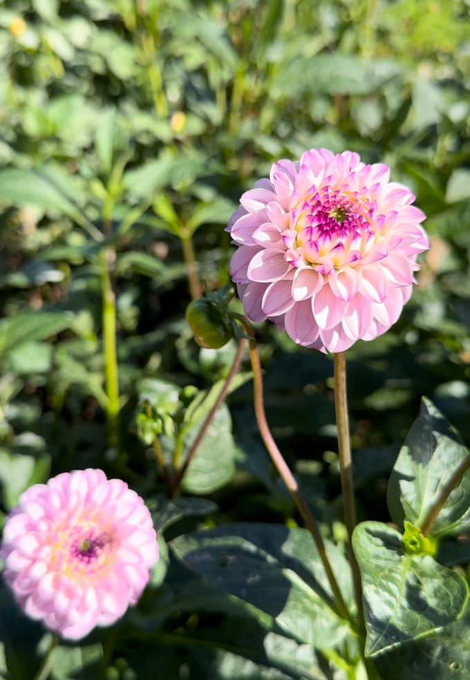 Dahlia Tuber - Genova