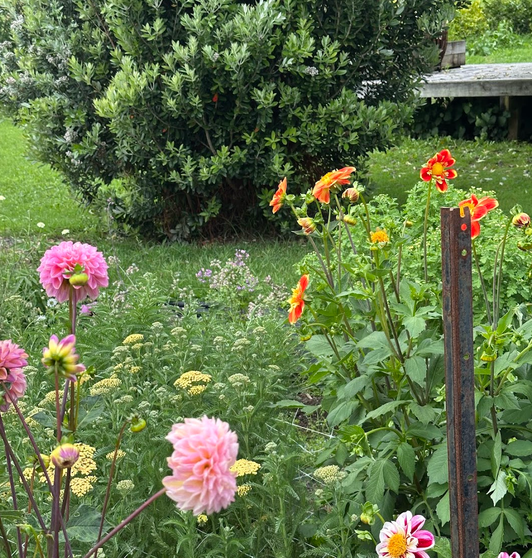 Dahlia Tuber - Pooh