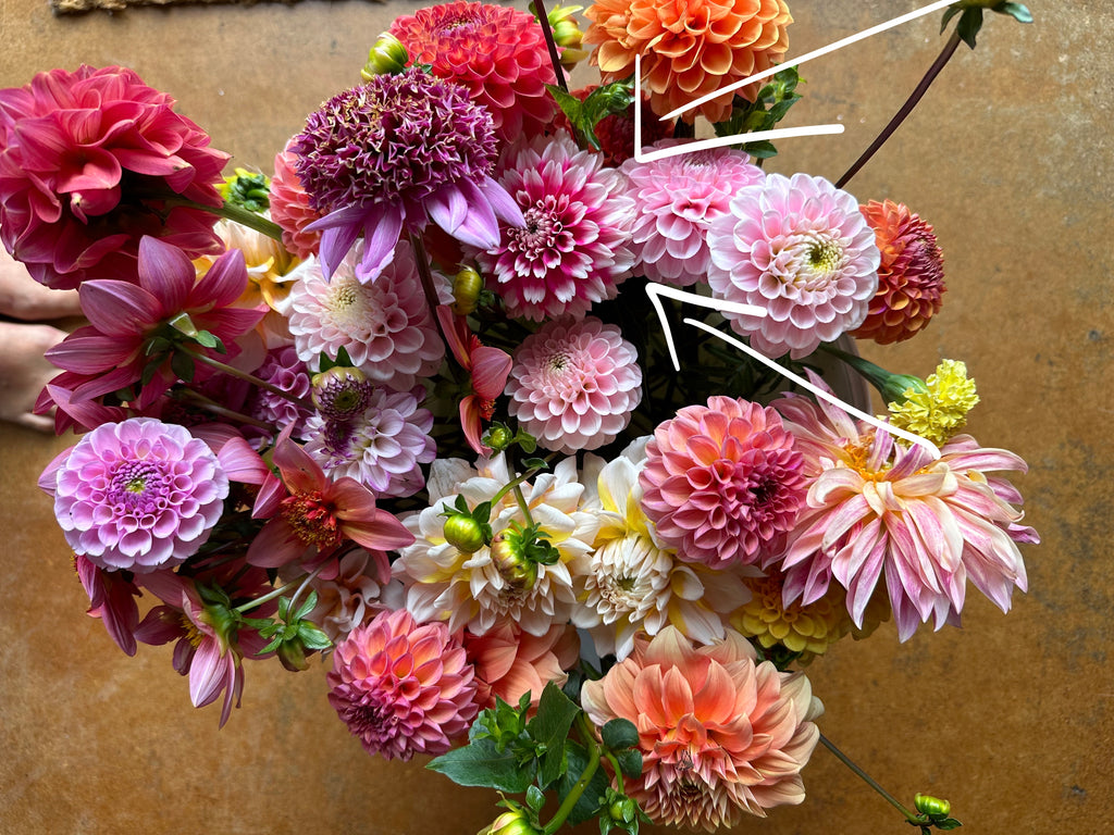 Dahlia Tuber - Fuzzy Wuzzy