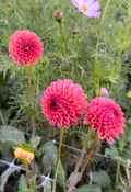 Dahlia Tuber - Snoho Jojo (VERY LIMITED NUMBERS)