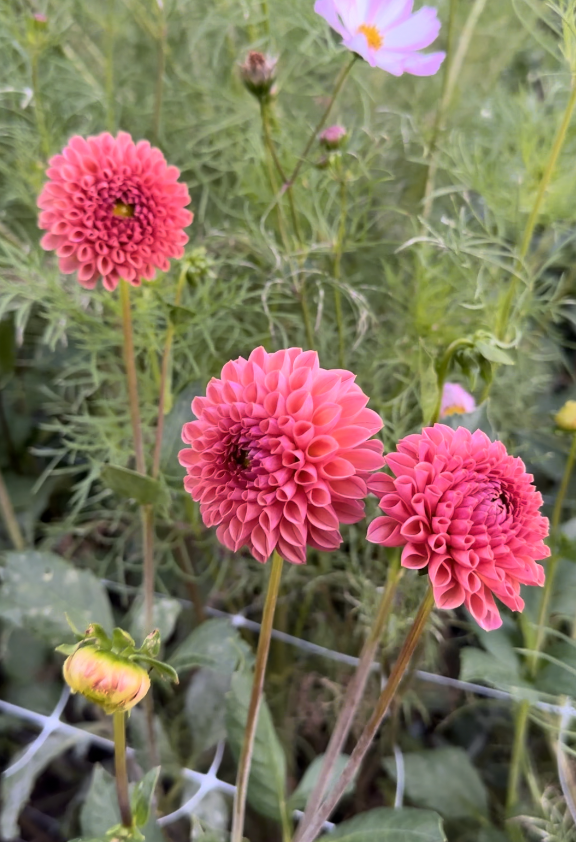 Dahlia Tuber - Snoho Jojo (VERY LIMITED NUMBERS)