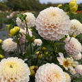 Dahlia Tuber - White Wizard