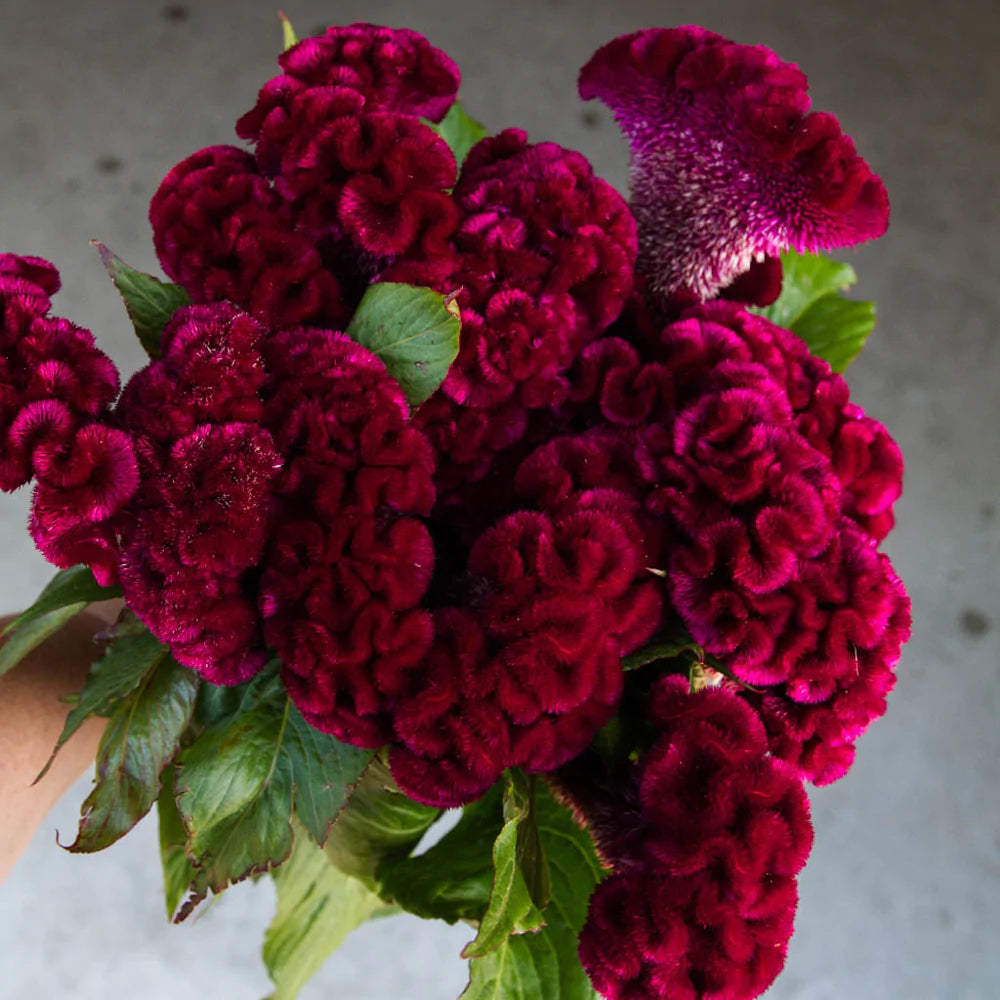 Mixed Flower Seedlings - Sweet Sultan x Celosia Cristata