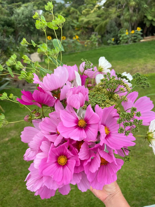 Mixed Cosmos Seeds (Harvested 2022)