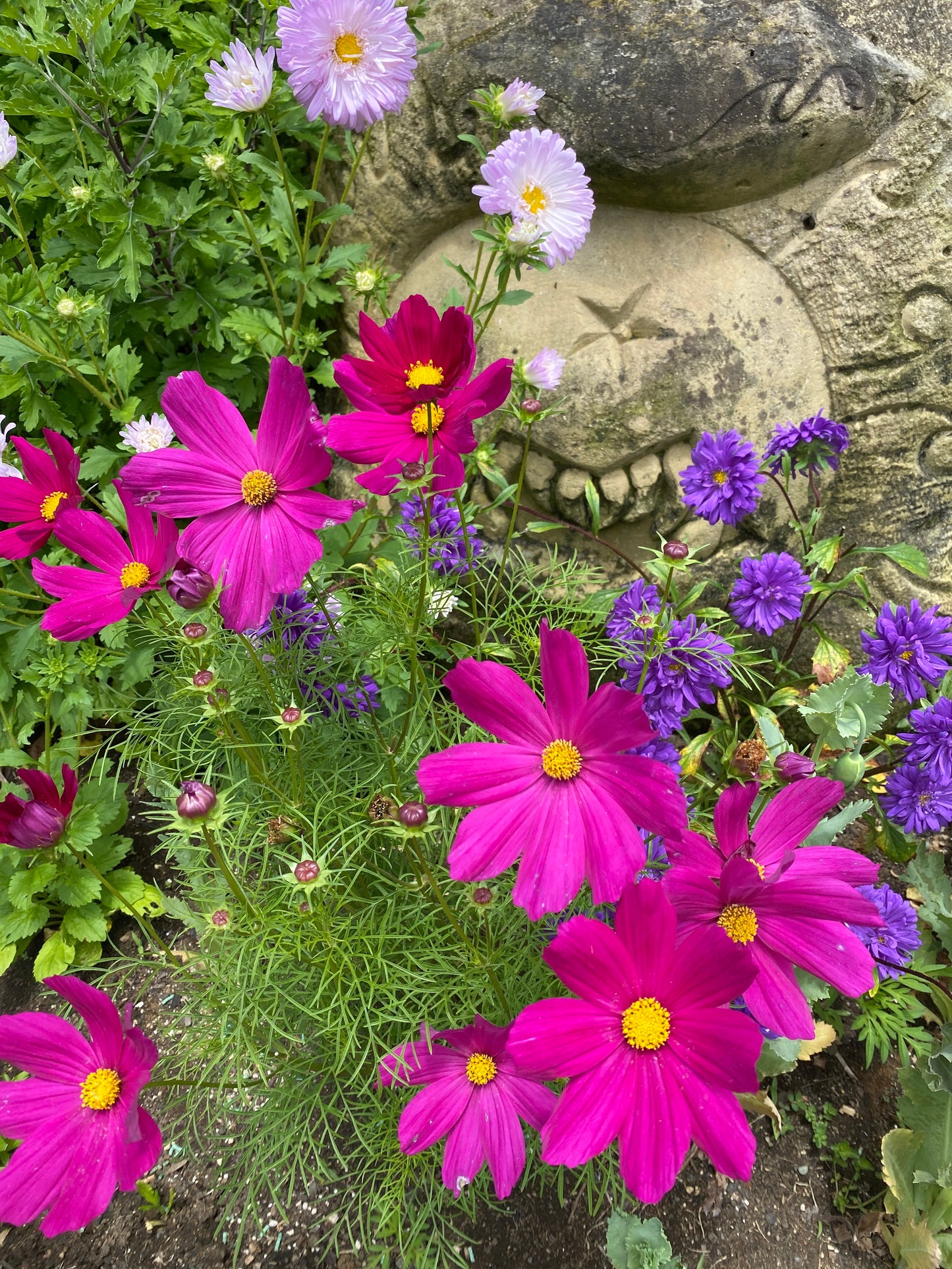 Mixed Cosmos Seeds (Harvested 2022)