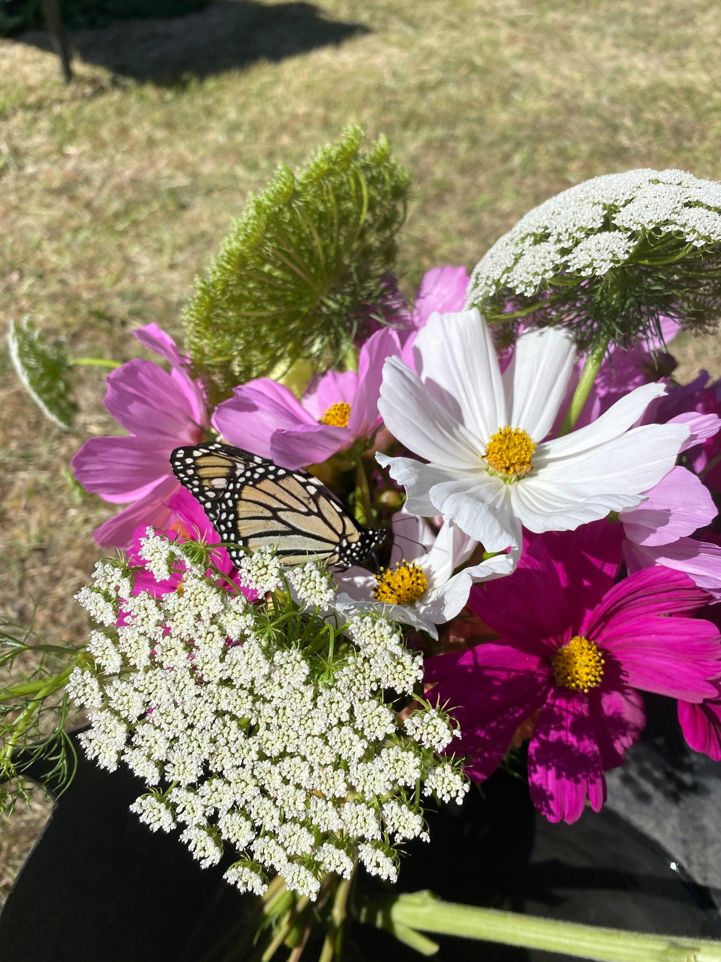 Mixed Cosmos Seeds (Harvested 2022)