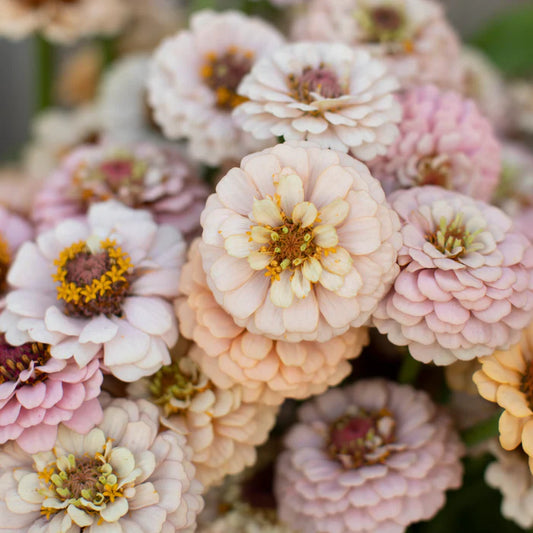 Flower Seedlings - Zinnia