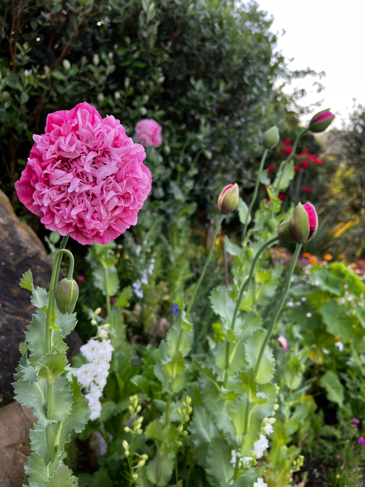 Fire circle poppy seeds (Harvested 2023)