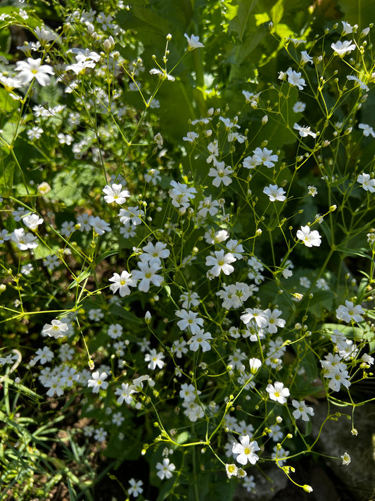 Mixed Flower Seedlings - White Strawflower x Scabiosa Stellata x Gypsophila